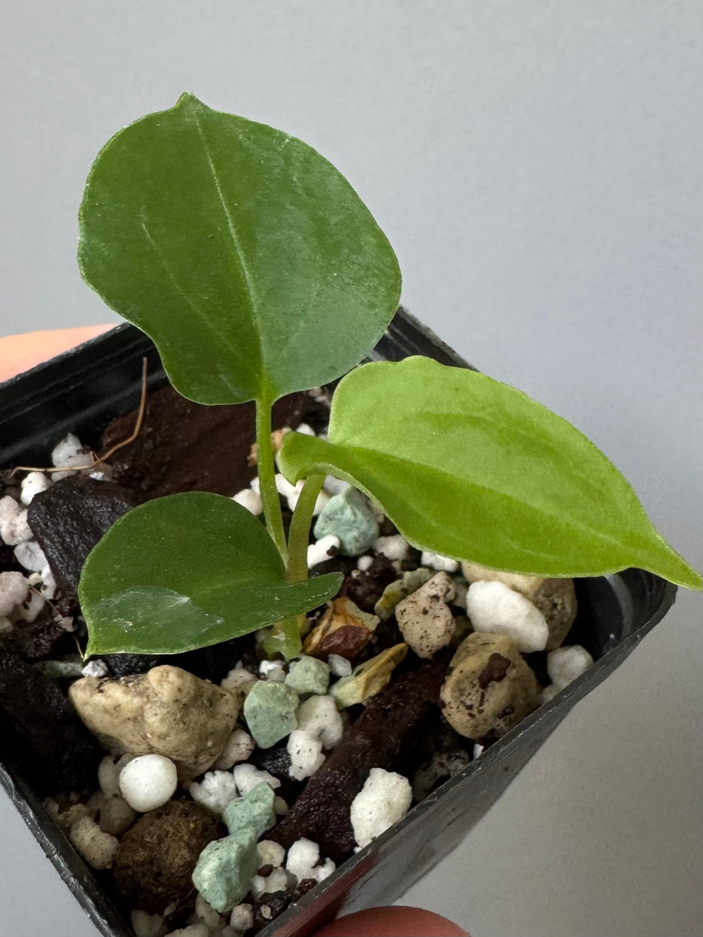 Anthurium papillilaminum x Darkest Panama (#2)