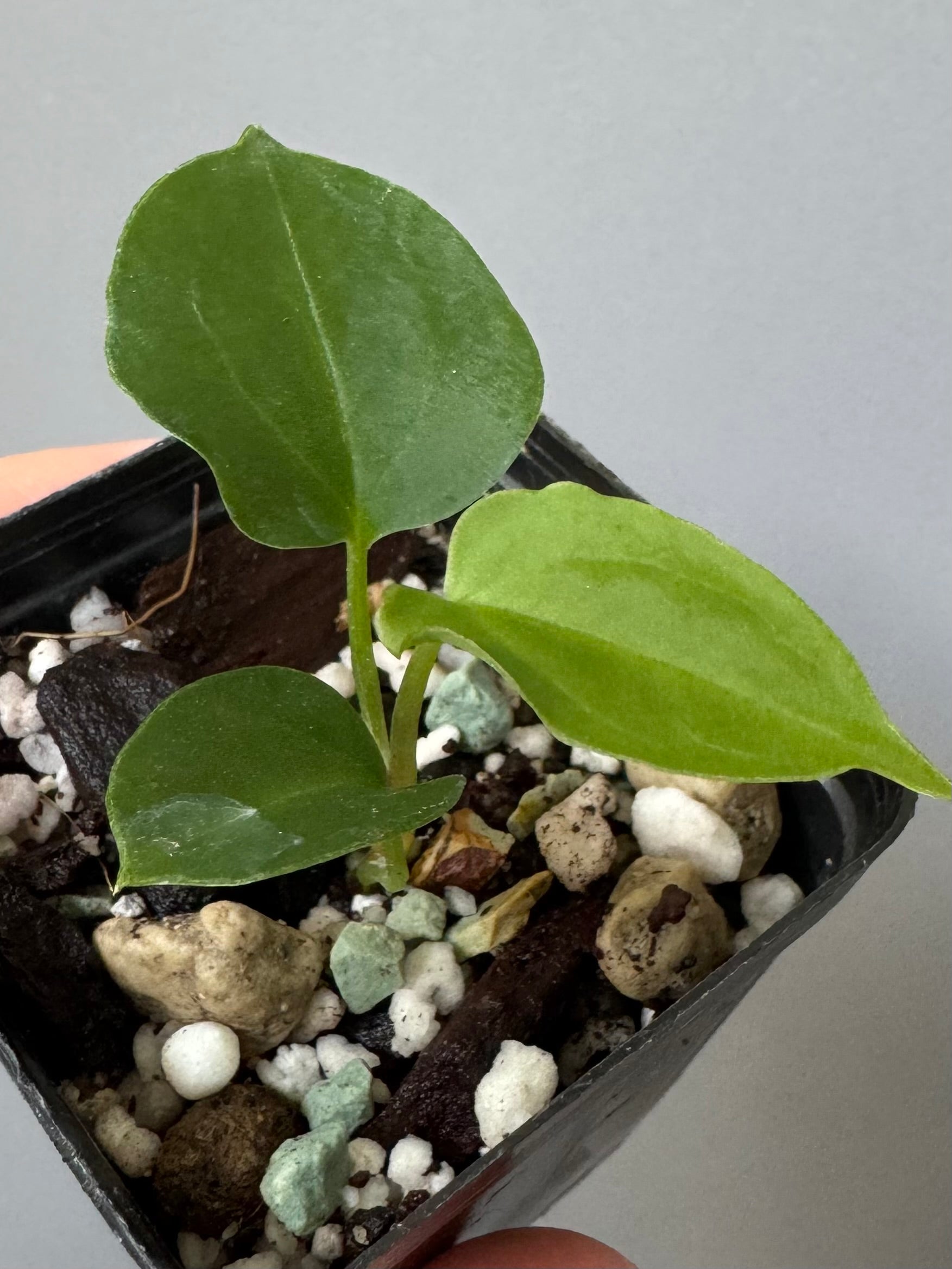 Anthurium papillilaminum x Darkest Panama (#2)