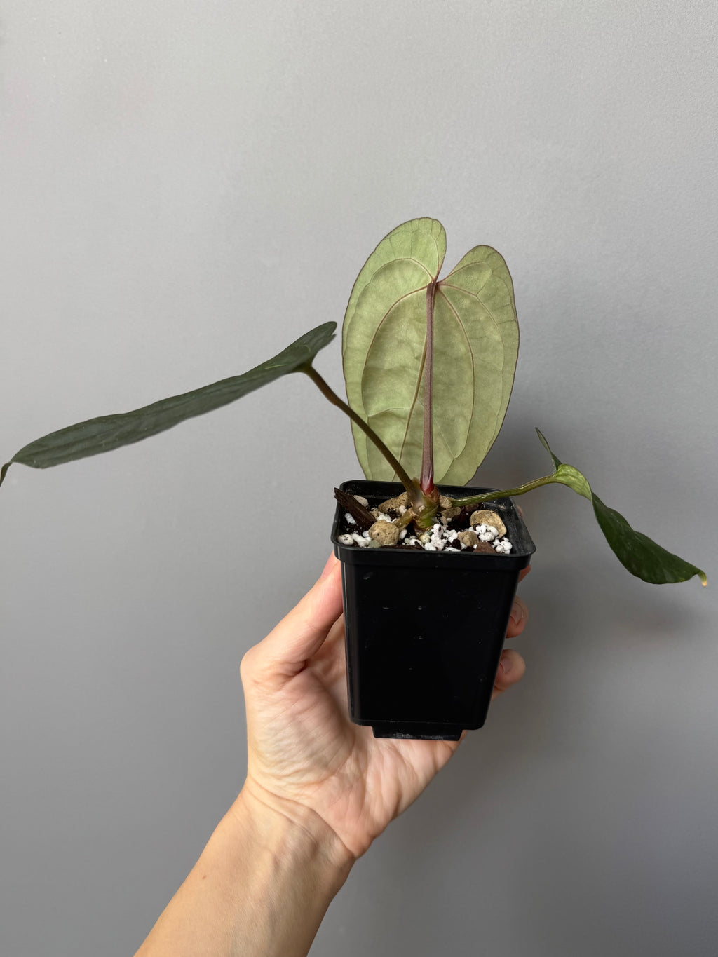 Anthurium (Papillilaminum Daniel x Besseae aff.) x  (NSE Red Crystallinum x Carlablackiae)
