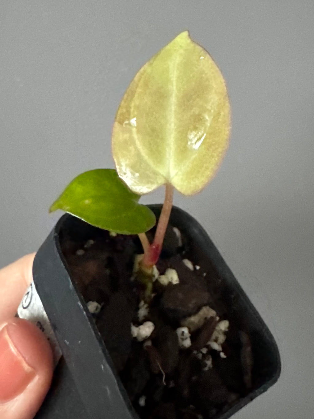 Anthurium papillilaminum x Darkest Panama #1