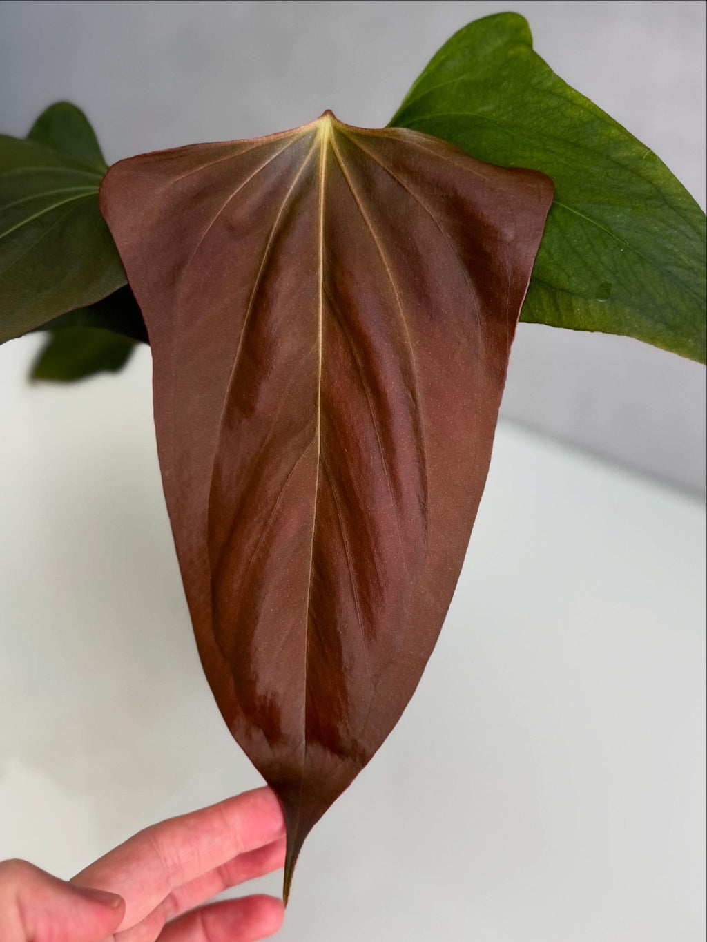 Anthurium Black War (Black Sweet x warocqueanum, von diamondplants_)