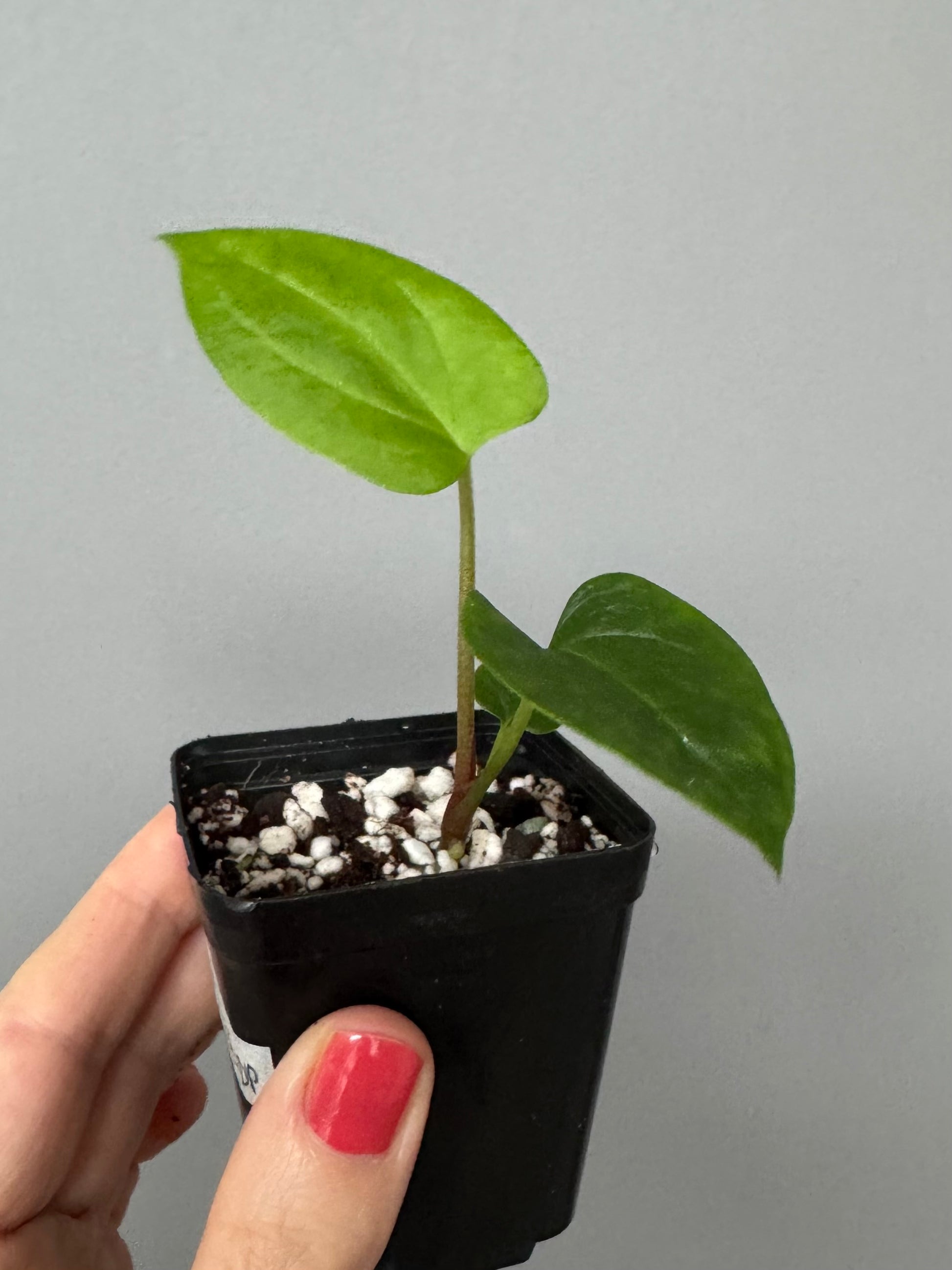 Anthurium ((BVEP x Portillae Dorito) x (Dark Phoenix x Goliath)) x (Fort Sherman x RVDP)