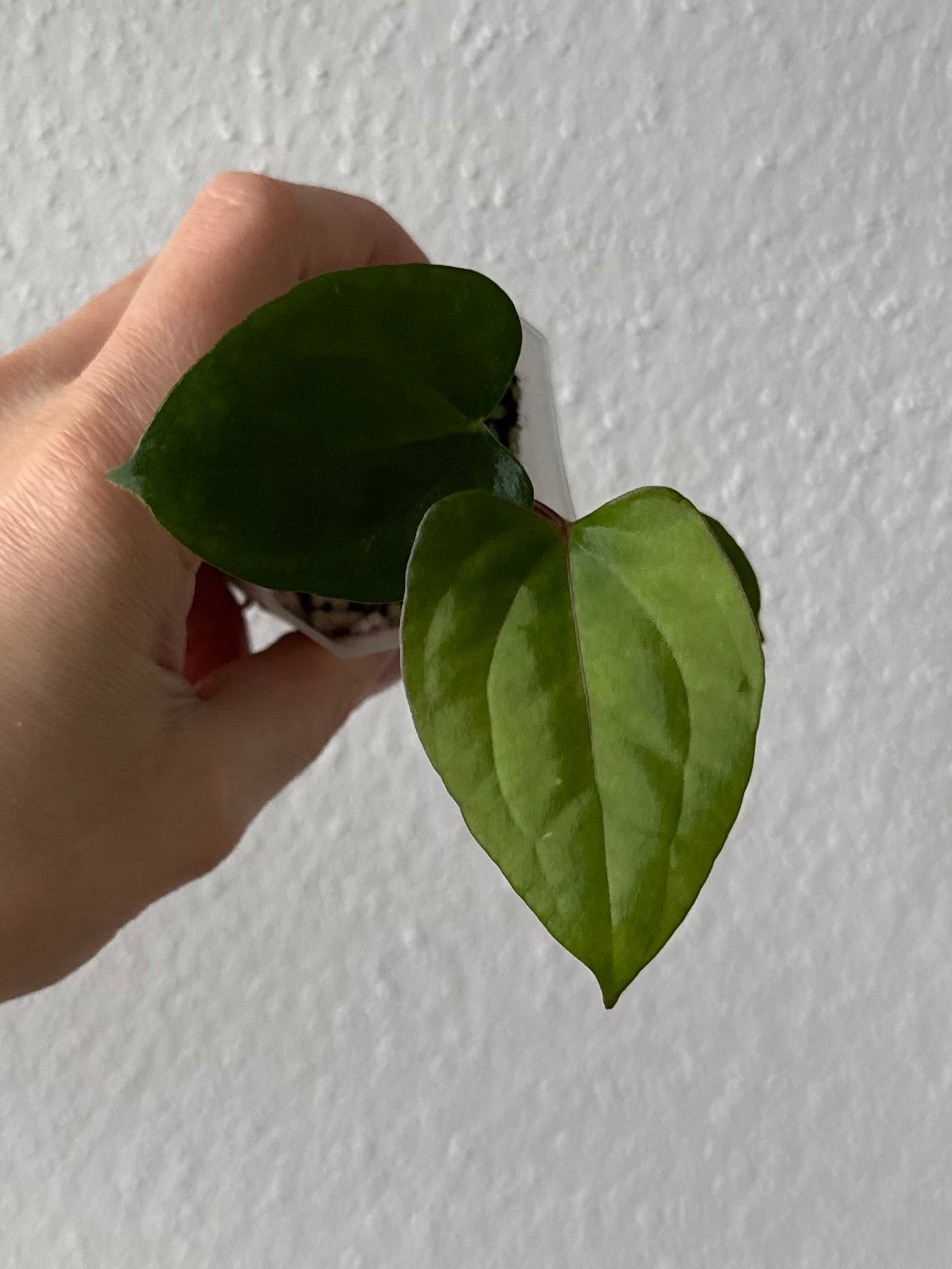 (Papillilaminum Daniel x Besseae aff.) X RVDP