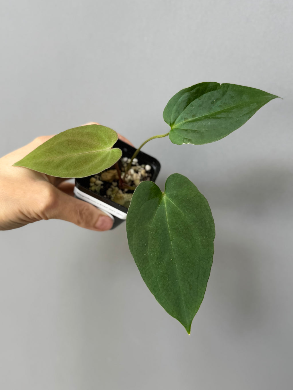Anthurium magnificum x BVEP OG1 (#4)