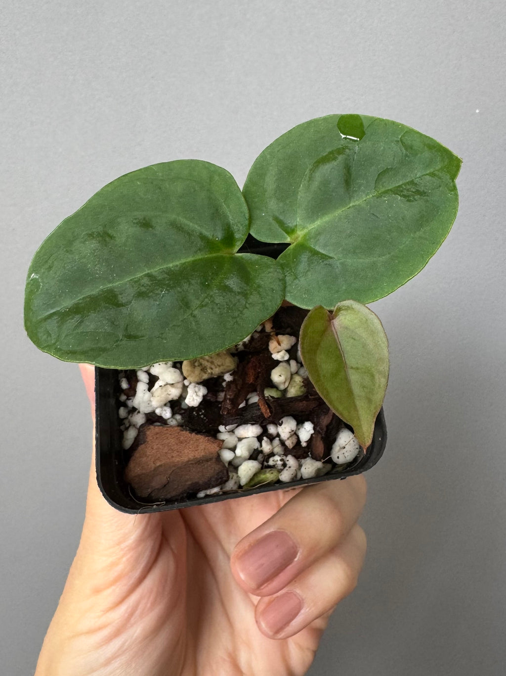 Anthurium ‚Bloodmoon‘ clone