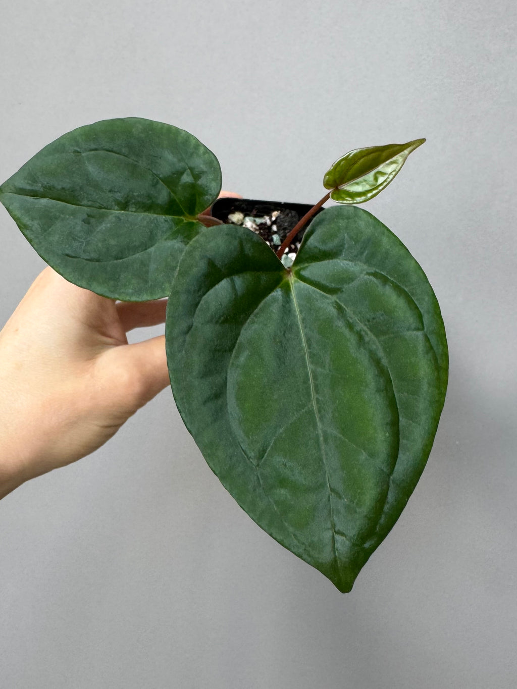 (Papillilaminum Daniel x Besseae aff.) X RVDP
