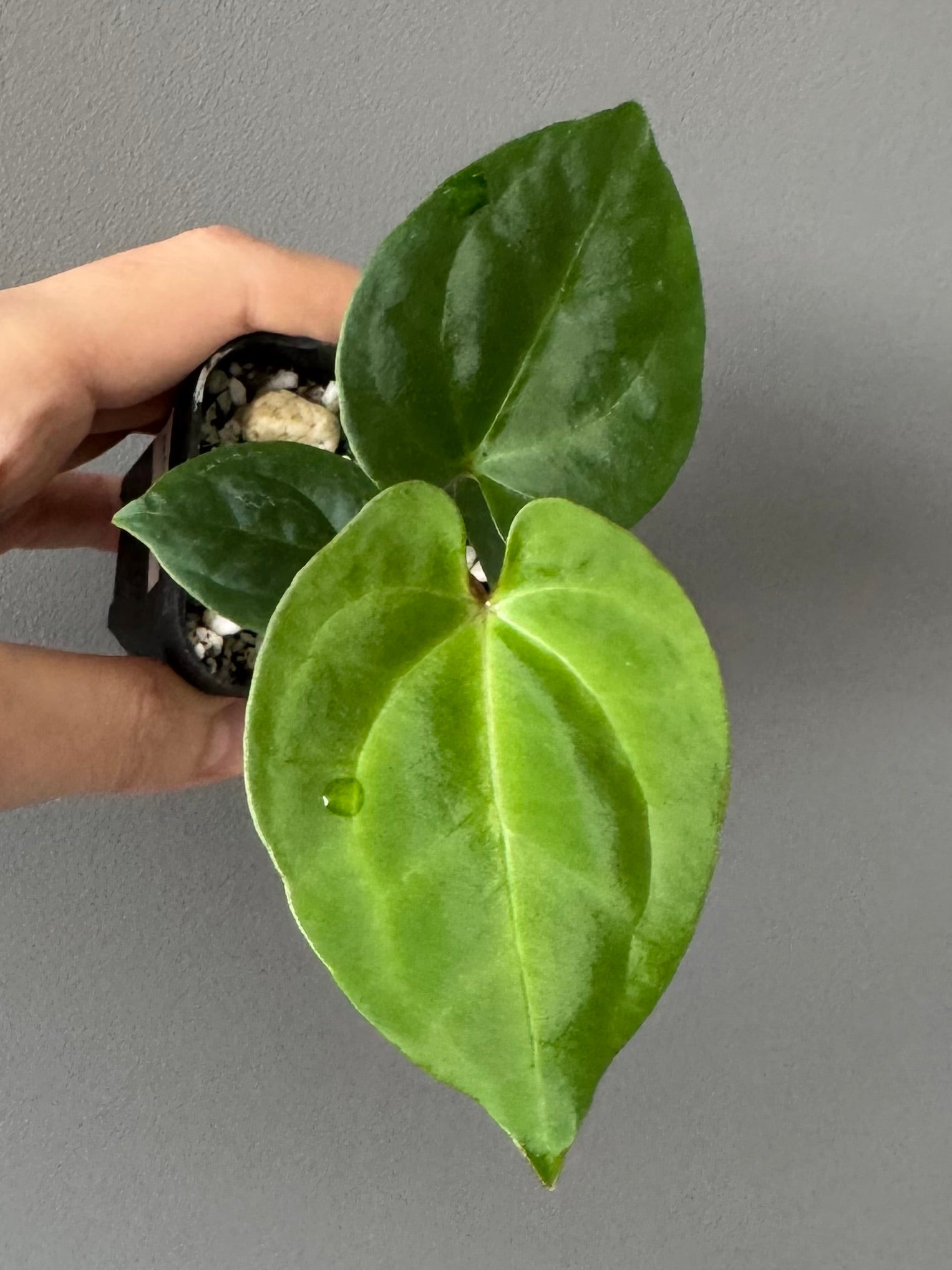 Anthurium Besseae aff. x RVDP