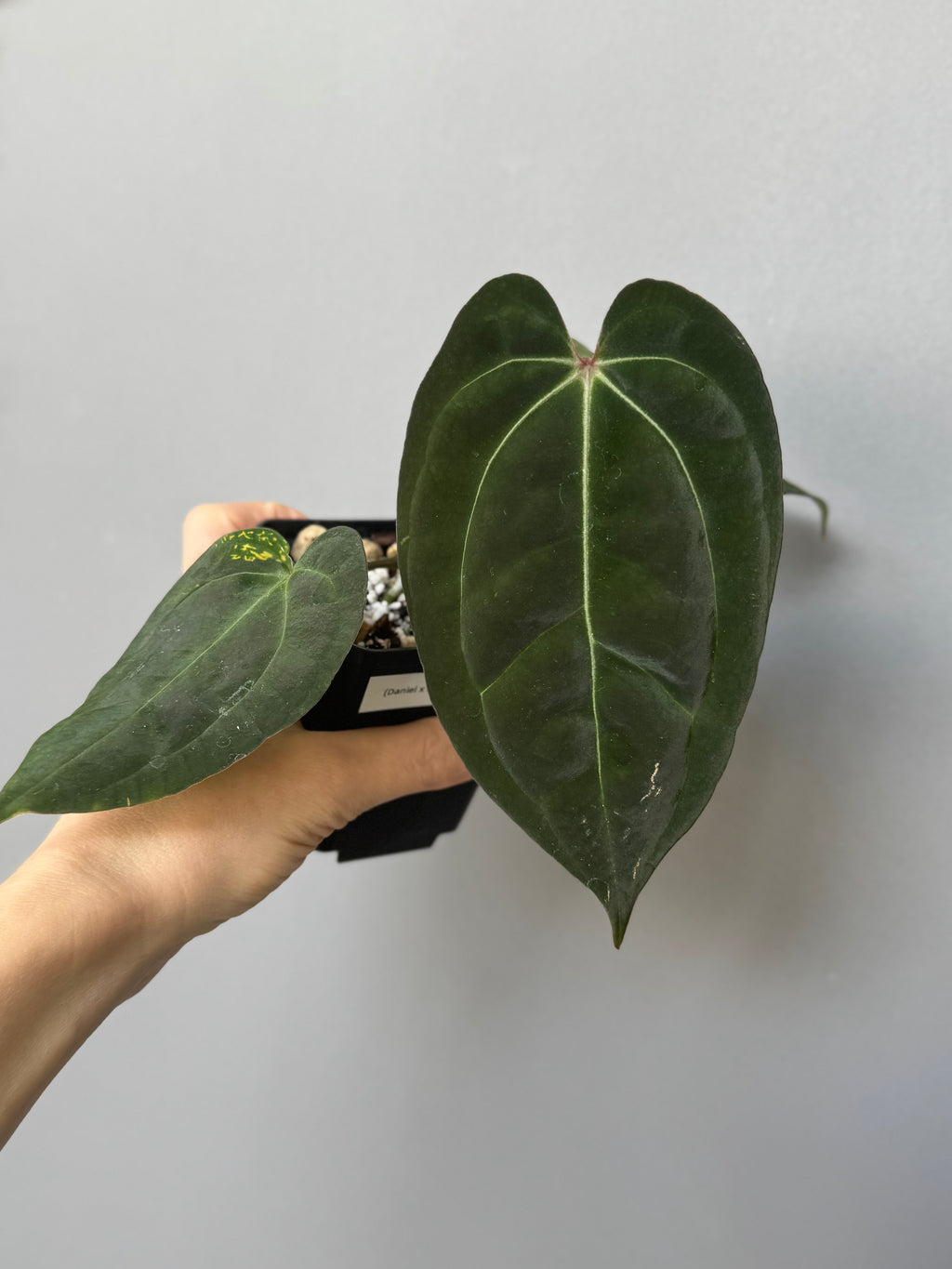 Anthurium (Papillilaminum Daniel x Besseae aff.) x  (NSE Red Crystallinum x Carlablackiae)
