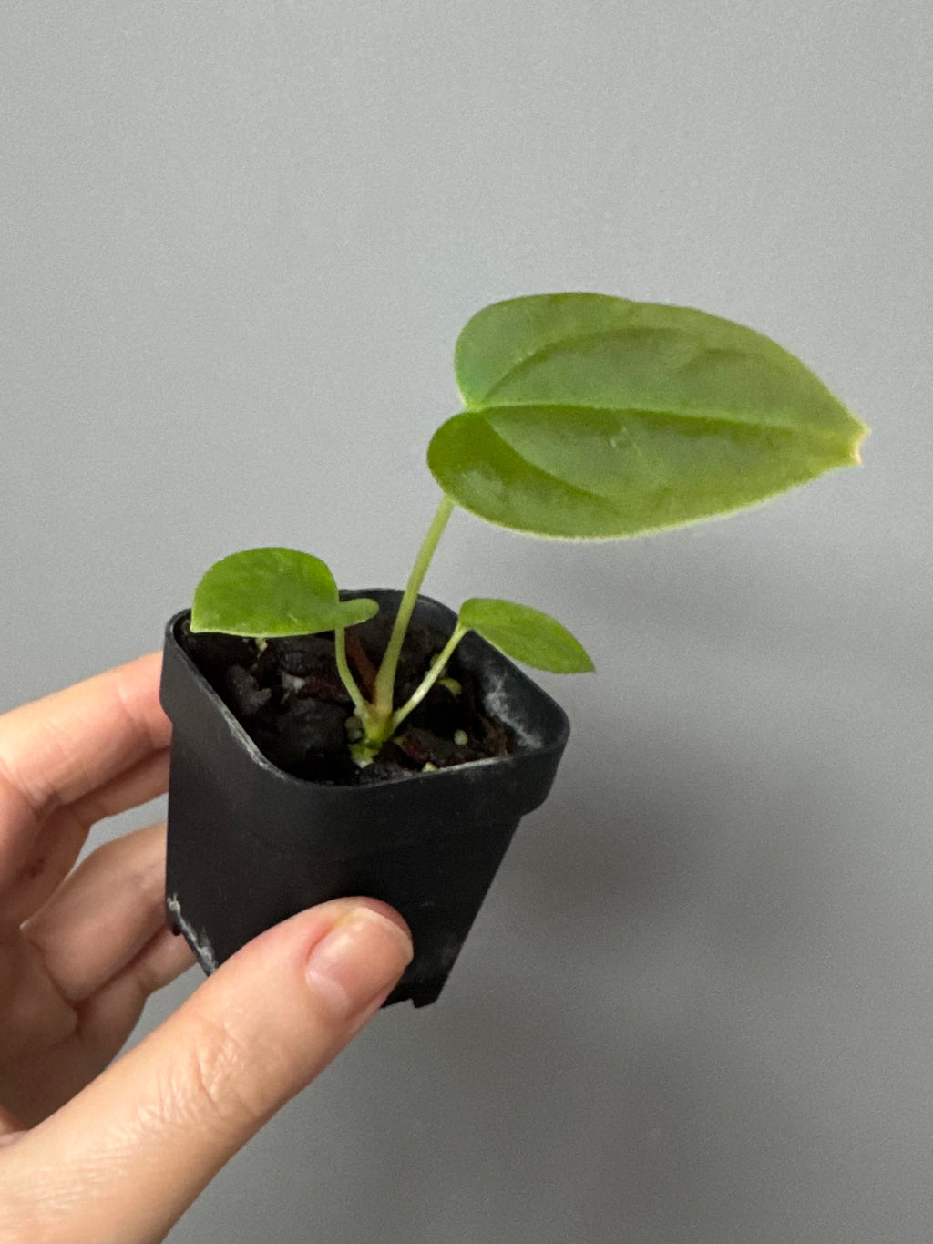 Anthurium papillilaminum x forgetii