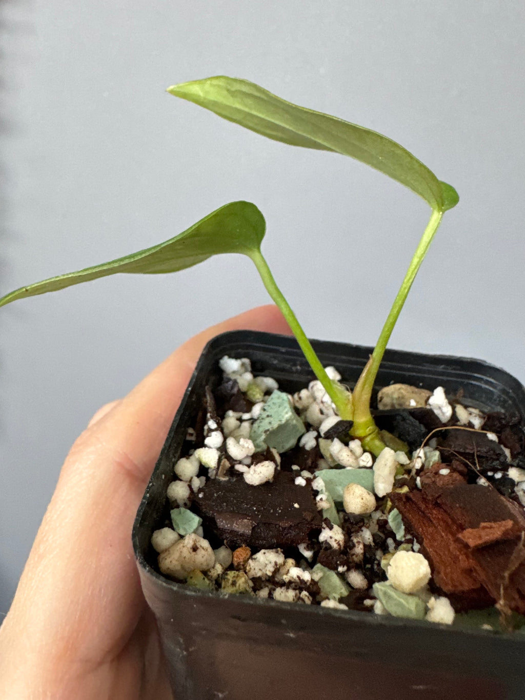 Anthurium (Queen of Hearts x besseae aff OR forgetii) x NSE CarlaX