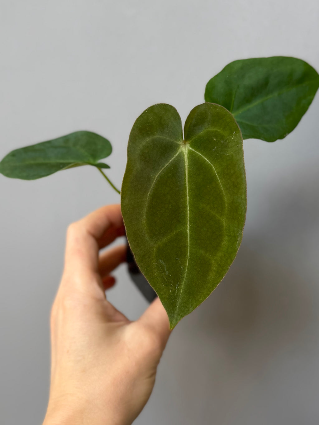 Anthurium forgetii dark form x Carlablackiae