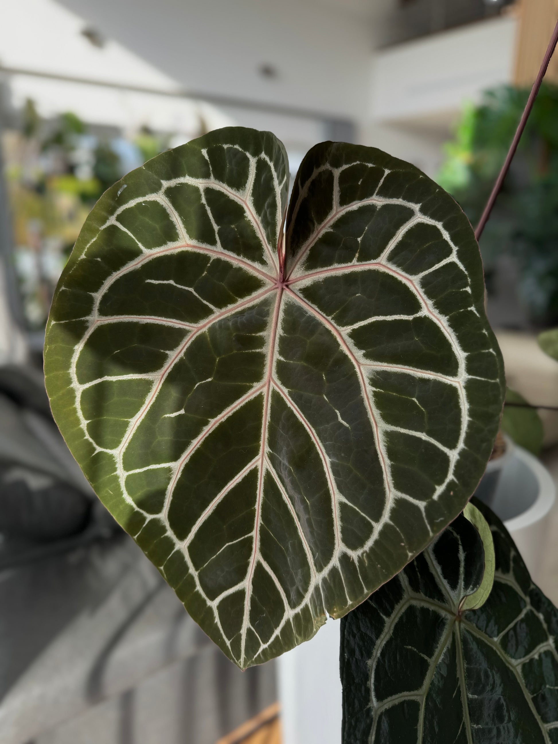 Anthurium Silver Blush x M - germinated seeds