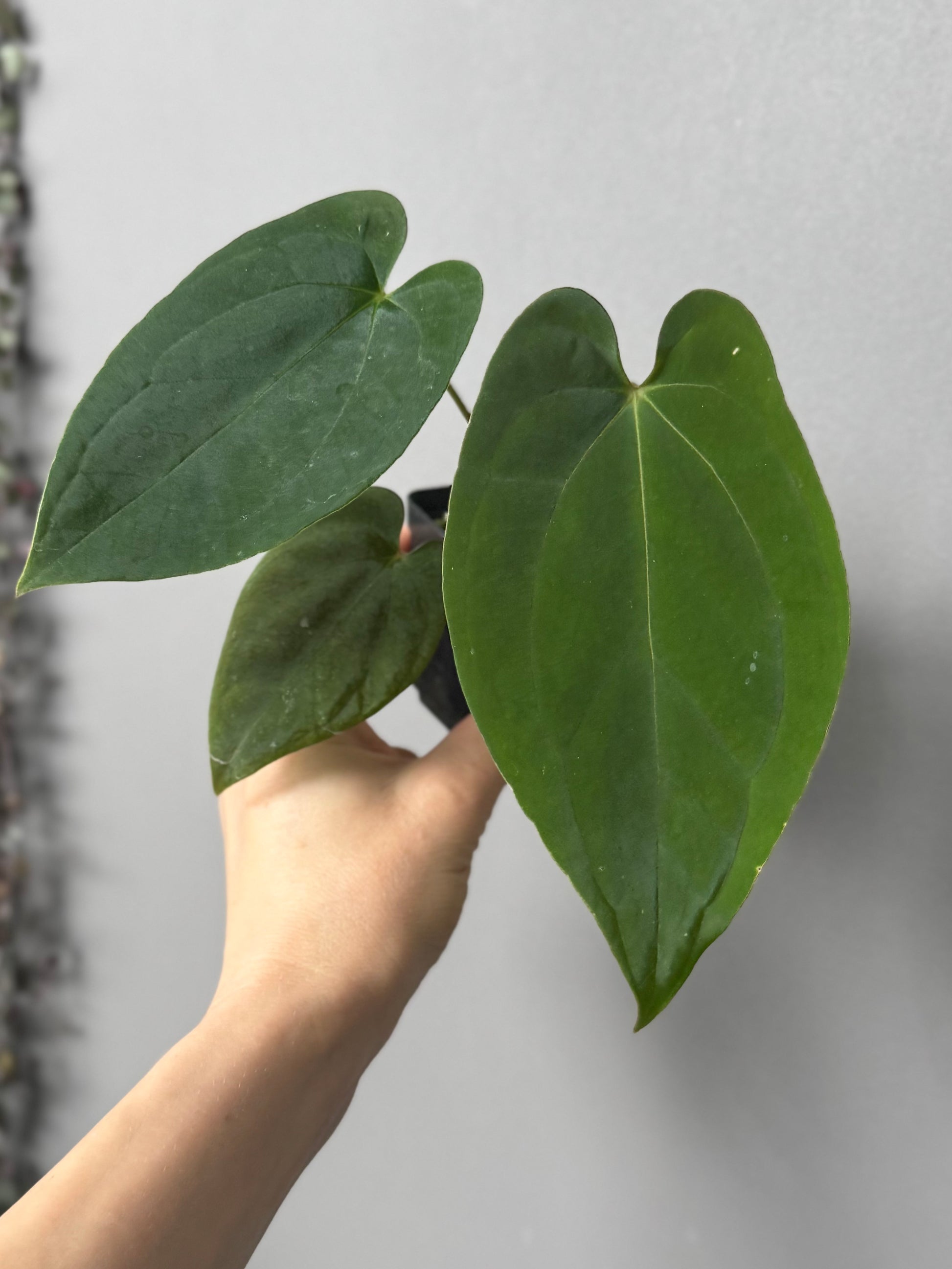 Anthurium (BVEP x portillae ‚Dorito‘) X papillilaminum H1 (by 4aroids)