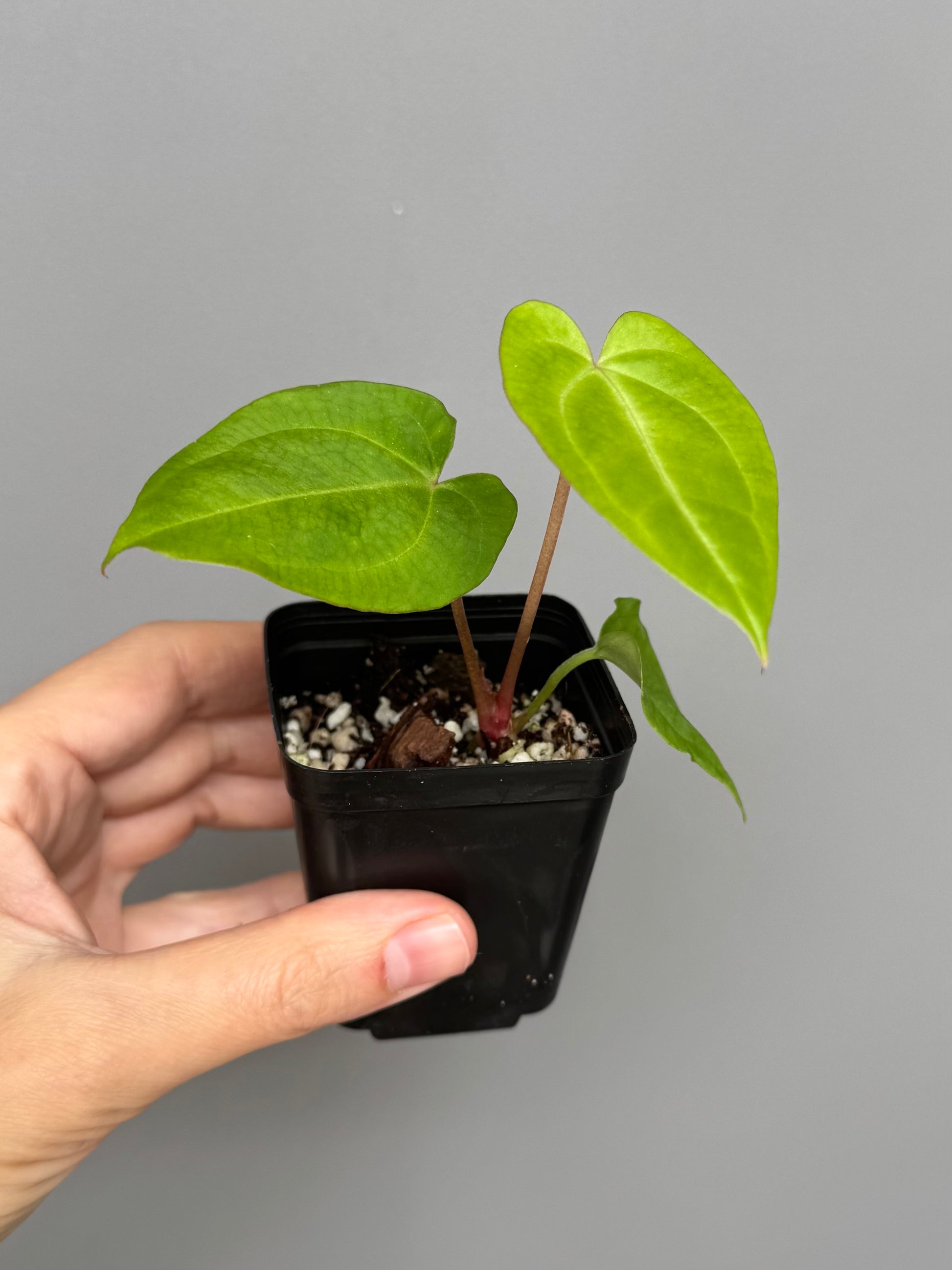 Anthurium Besseae aff. x warocqueanum
