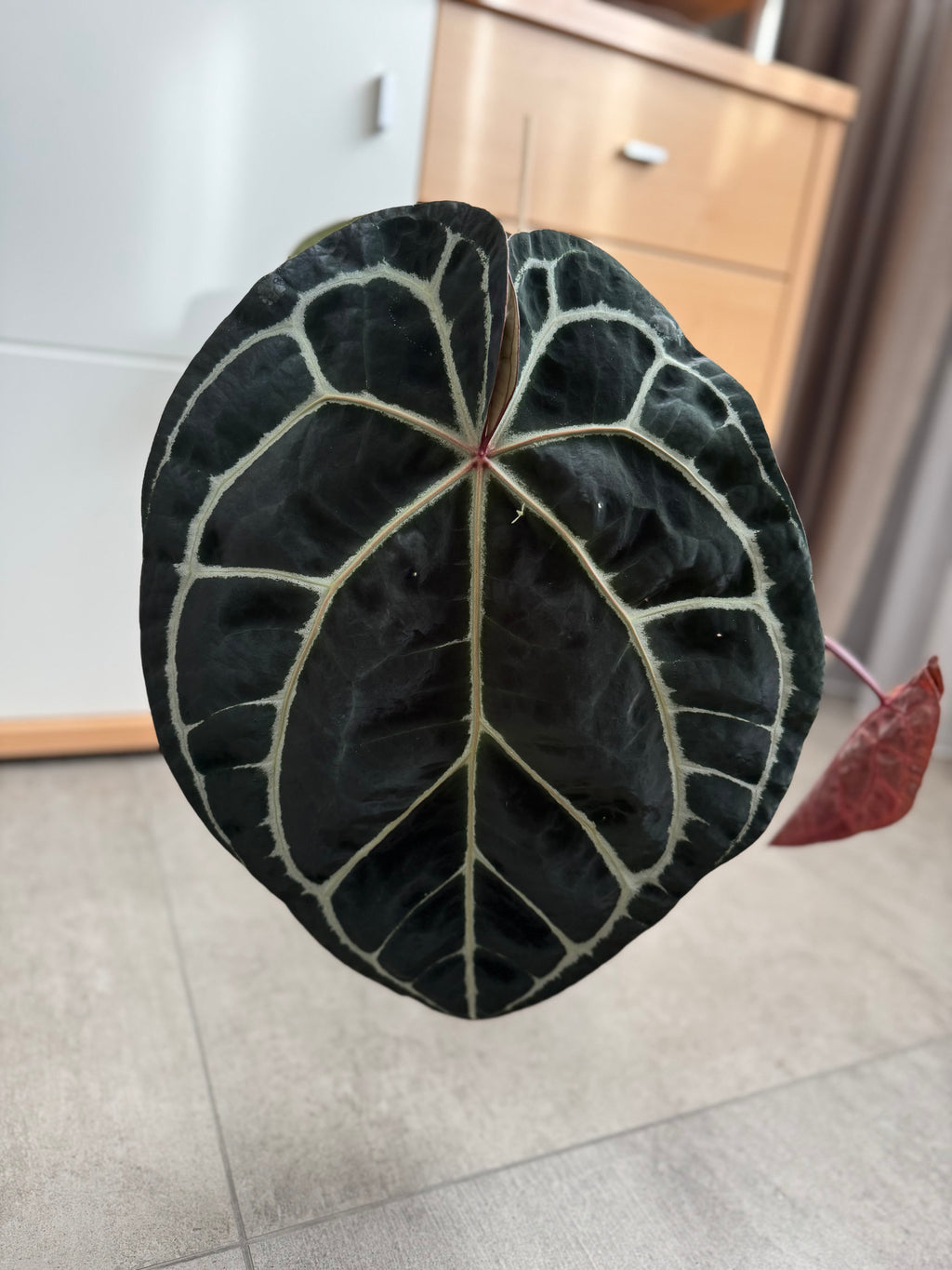 (Zara x (MxZ)) x  RVDP Clone - gekeimte Samen