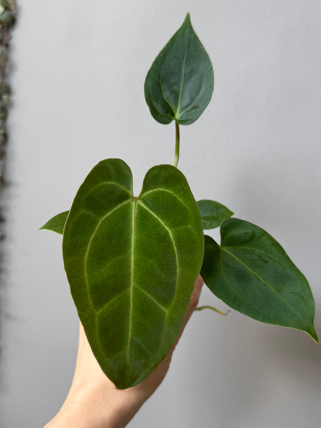 Anthurium (AOS x forgetii) x (NSE Red Crystallinum x Carlablackiae)