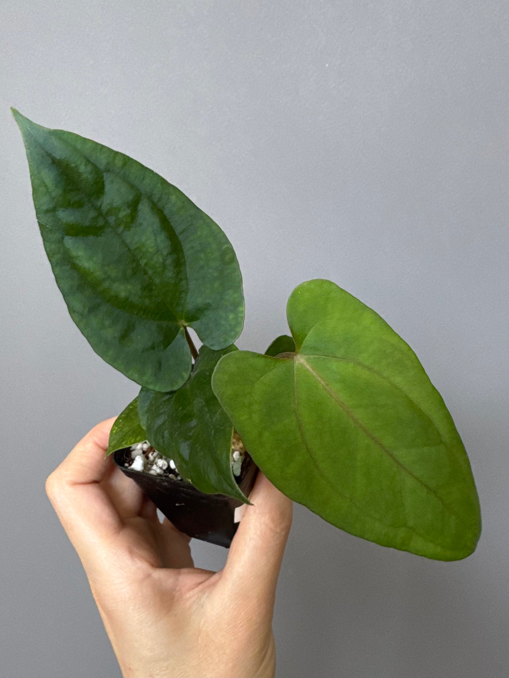 Anthurium ((BVEP x Portillae Dorito) x (Dark Phoenix x Goliath)) x (Fort Sherman x RVDP)