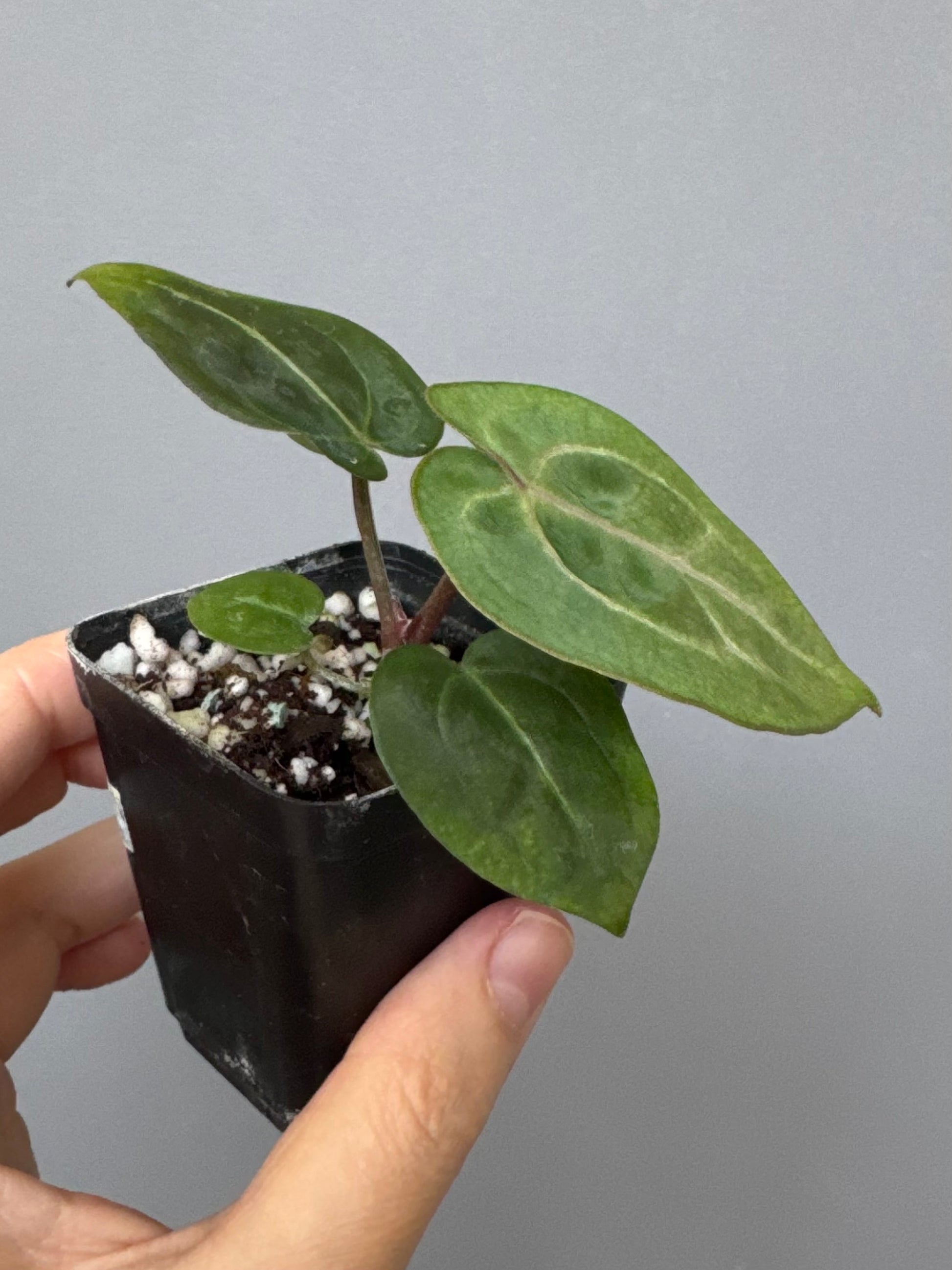 Anthurium (ZxM) x  (NSE Red Crystallinum x Carlablackiae)