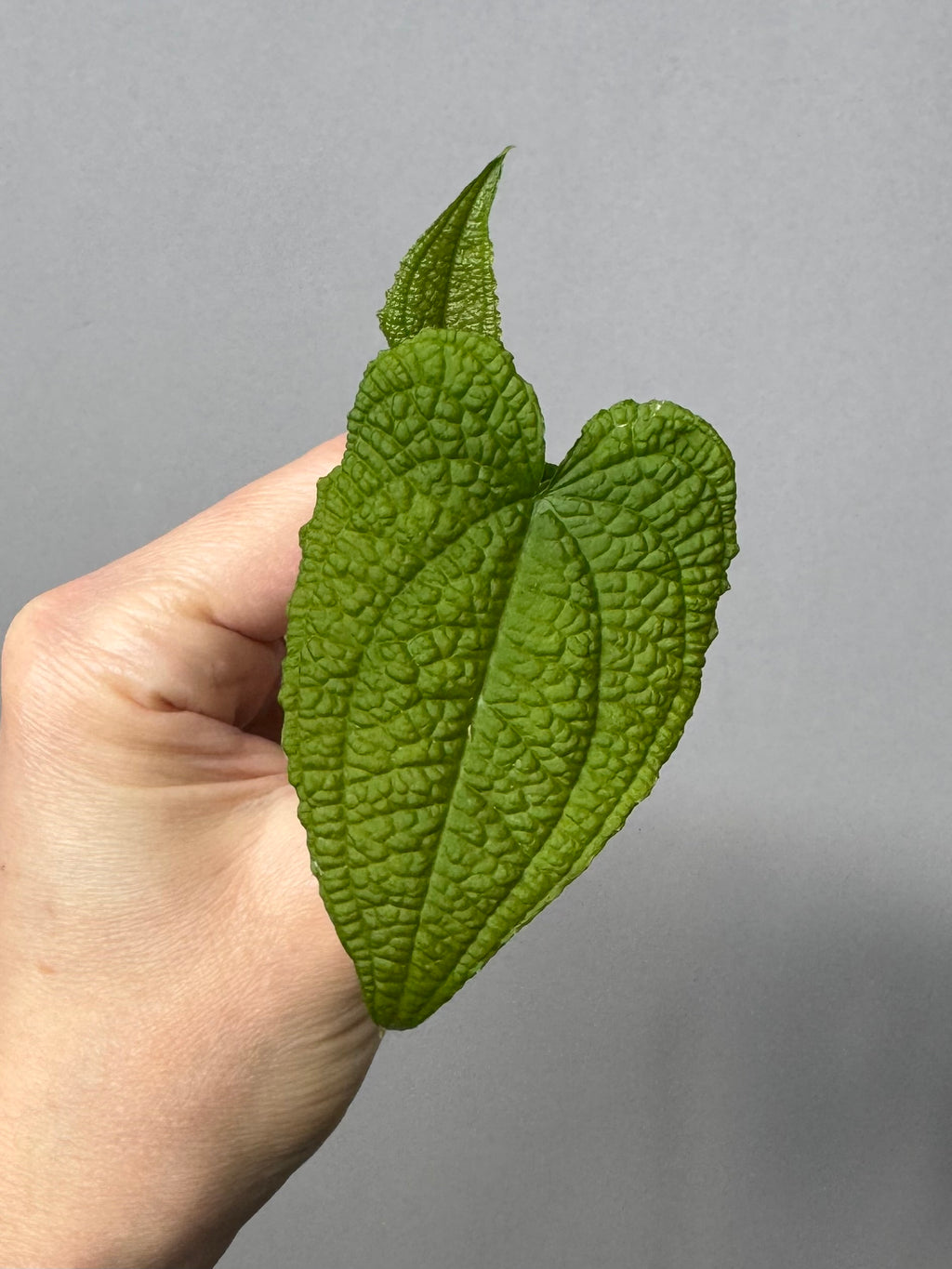Anthurium clidemioides