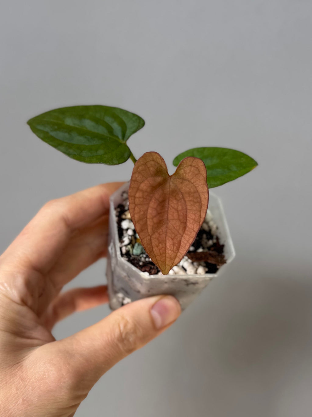 Anthurium Dressleri RG F2 x black (Grant)