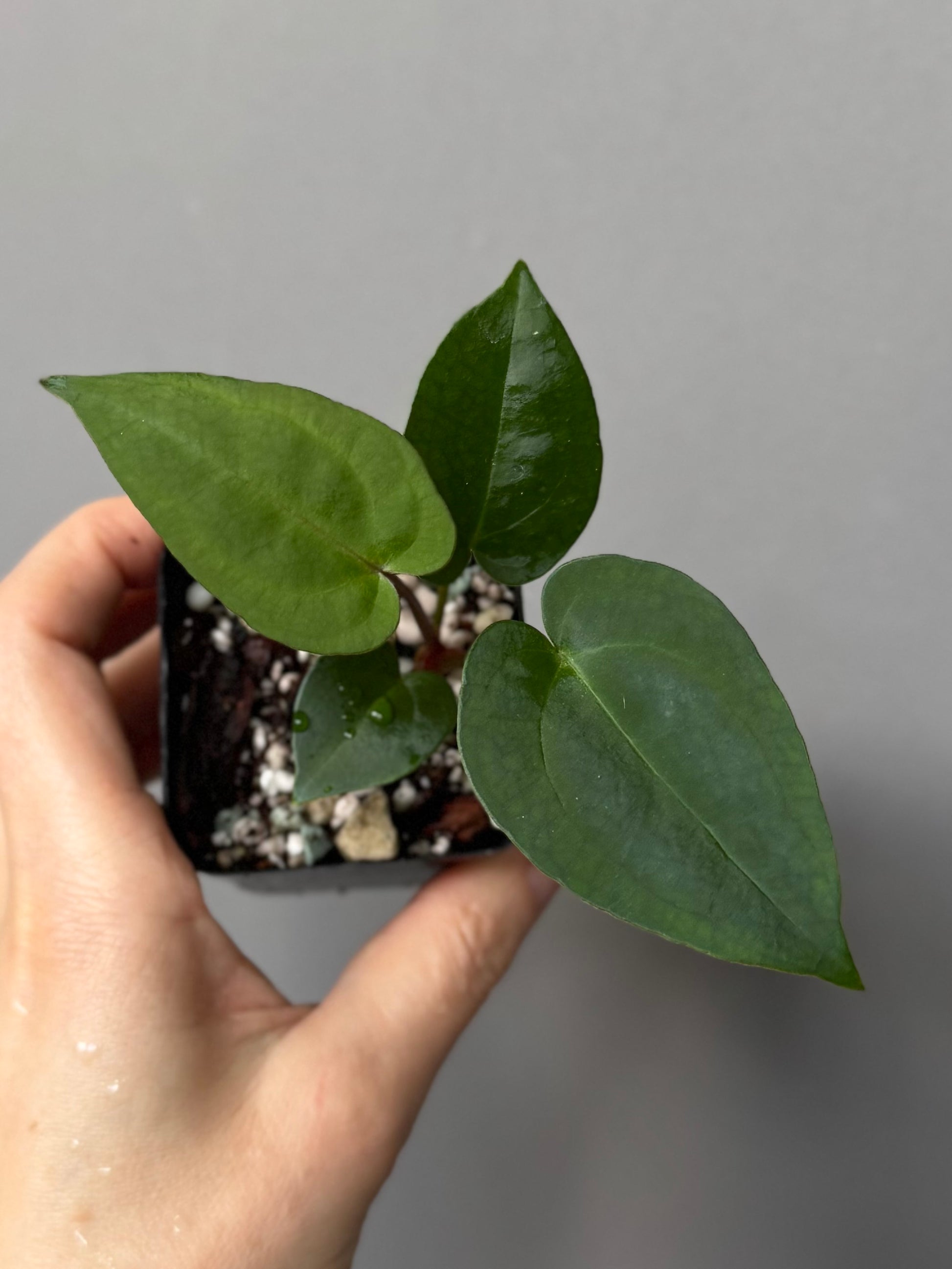 Anthurium (NSE Red Crystallinum x Carla) x RVDP