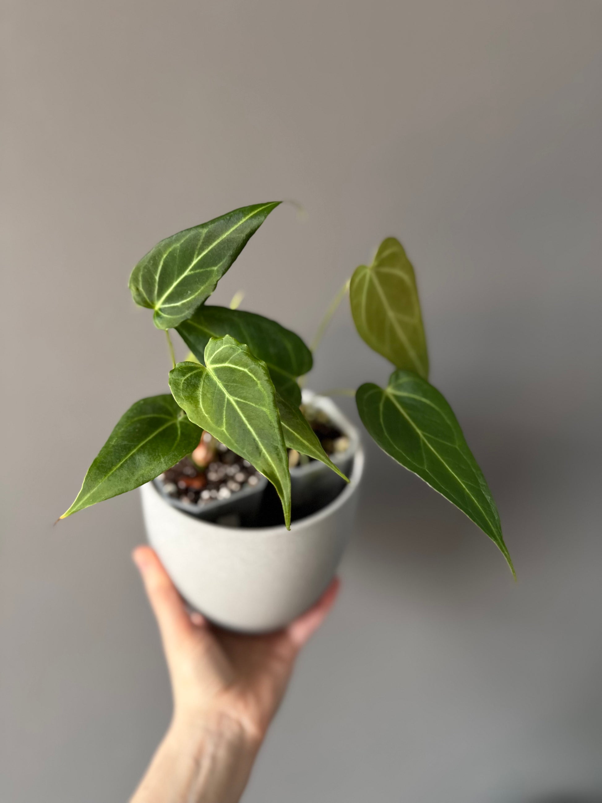 Anthurium (MagCrystalxNoID) x Delta Force