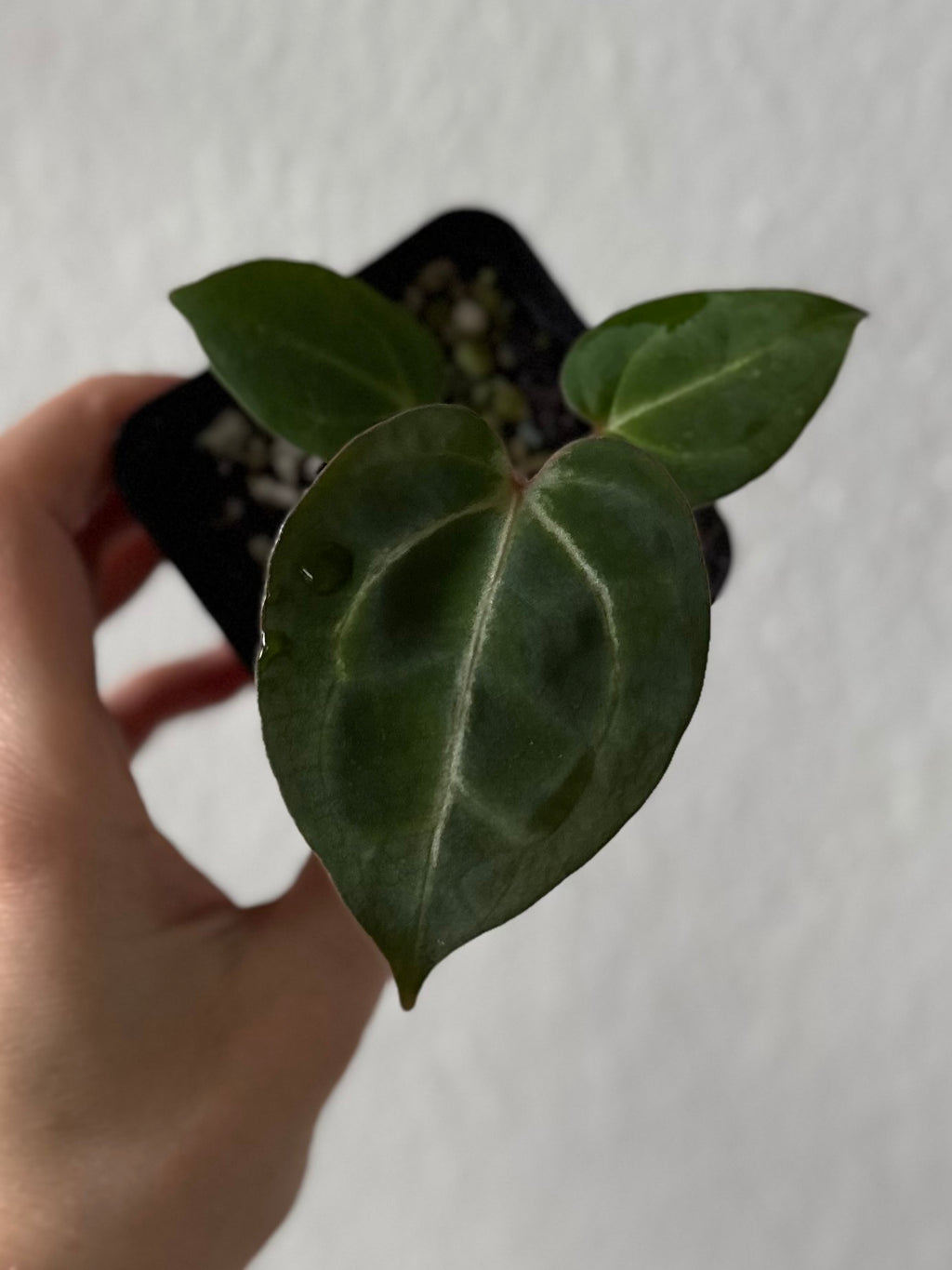 NSE Red Crystallinum x Carlablackiae (blister variegated) Clone/Ableger