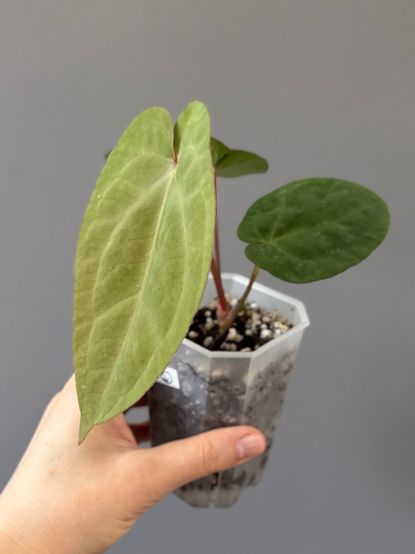 Anthurium Eastern dressleri x (Michelle Hot Pink x RVC) (#2) (by anthurium.aura)