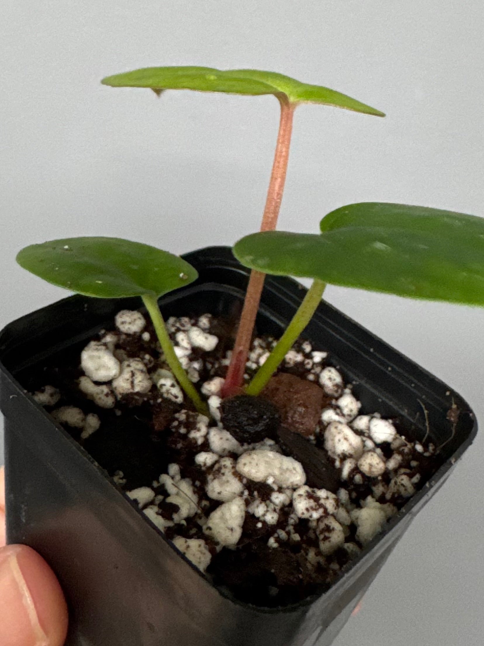 Anthurium (Papillilaminum Daniel x Besseae aff.) x  (NSE Red Crystallinum x Carlablackiae)