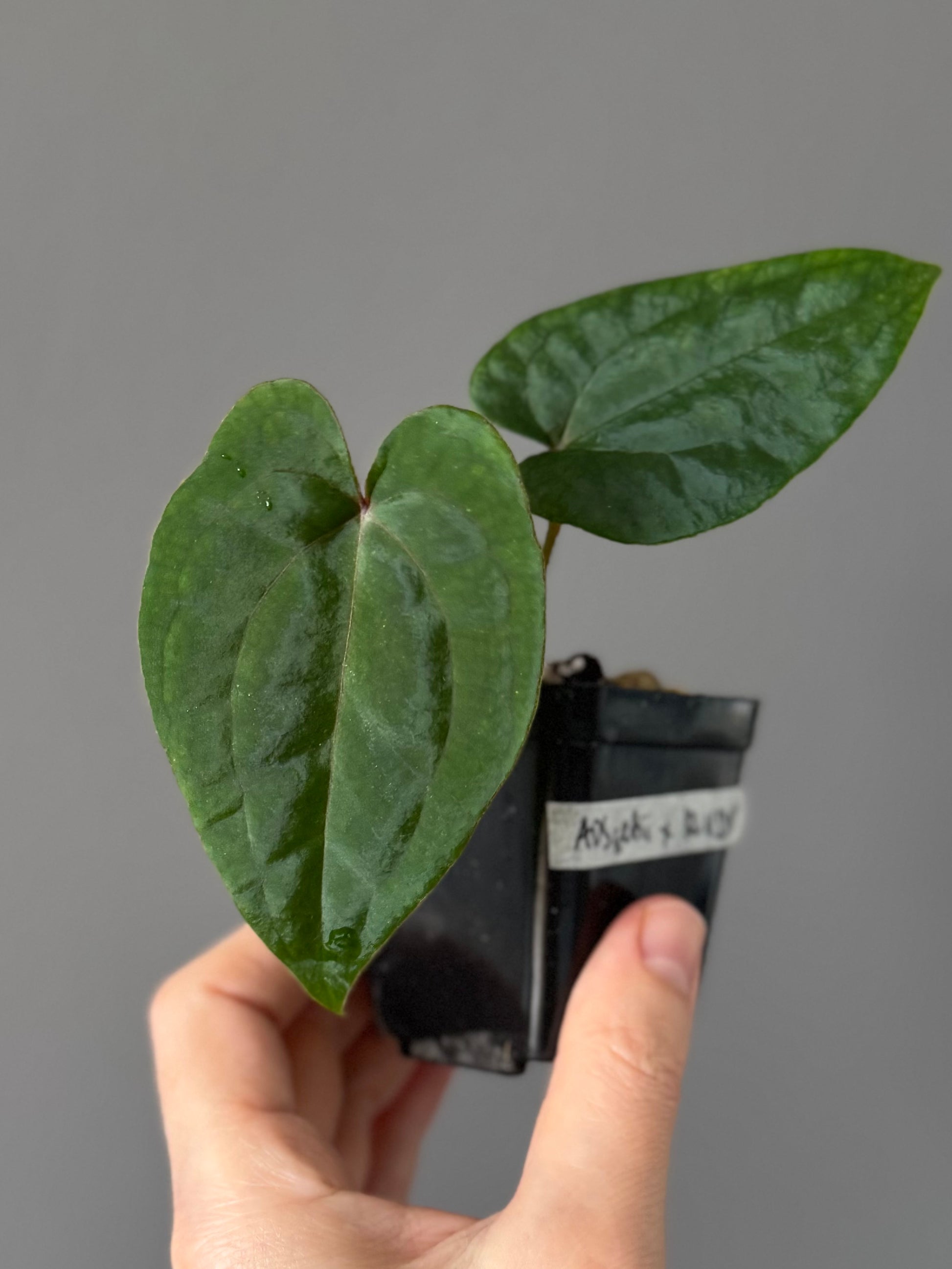 Anthurium (AOS x forgetii) x RVDP