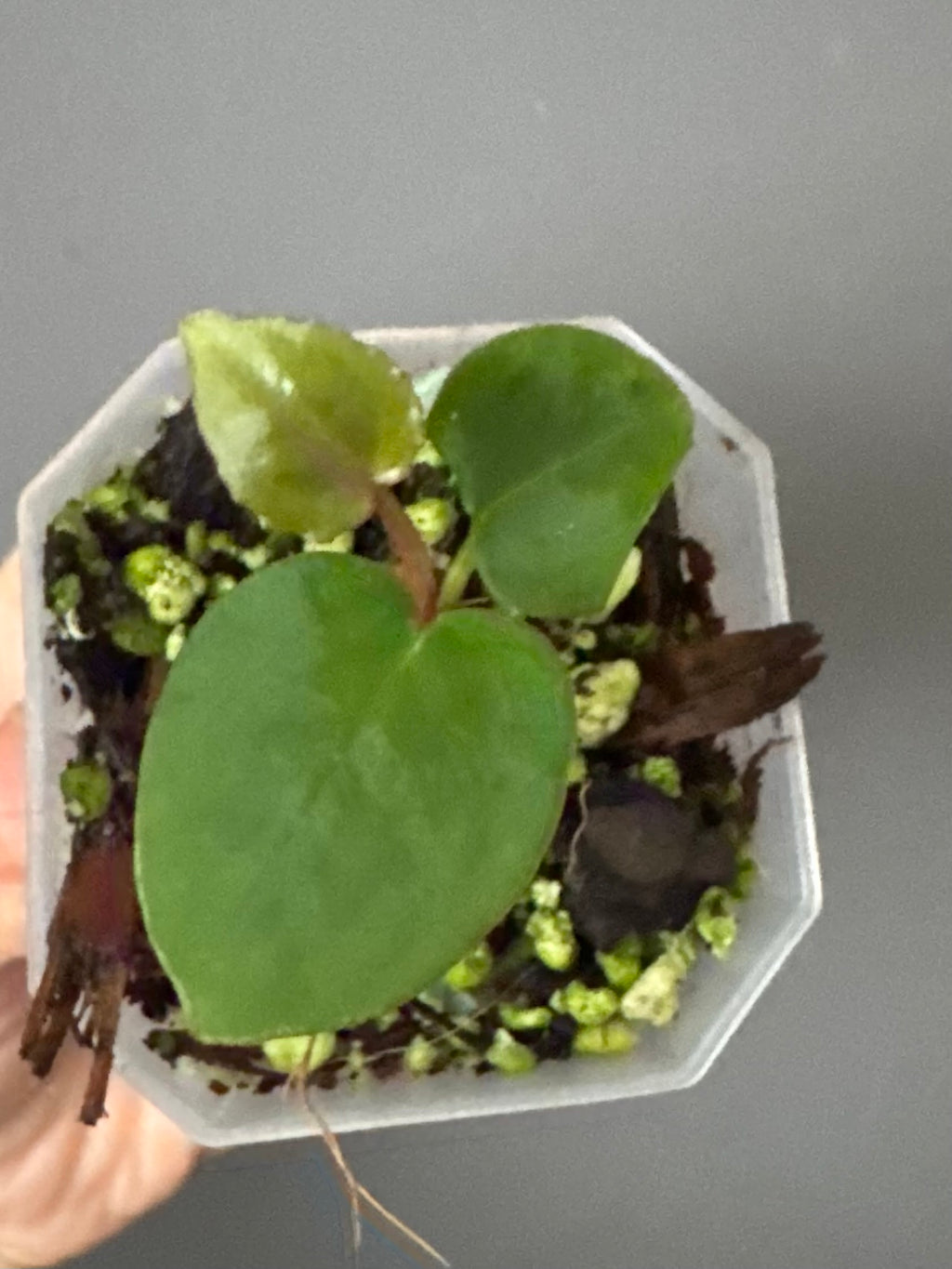 Anthurium Silver Blush x M