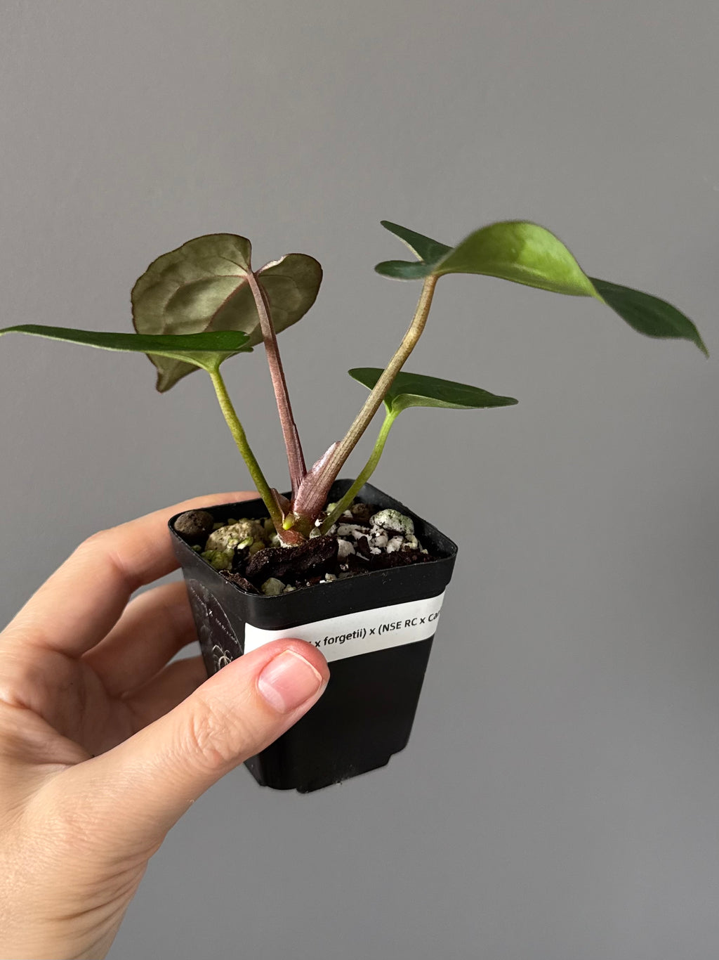 Anthurium (AOS x forgetii) x (NSE Red Crystallinum x Carlablackiae)