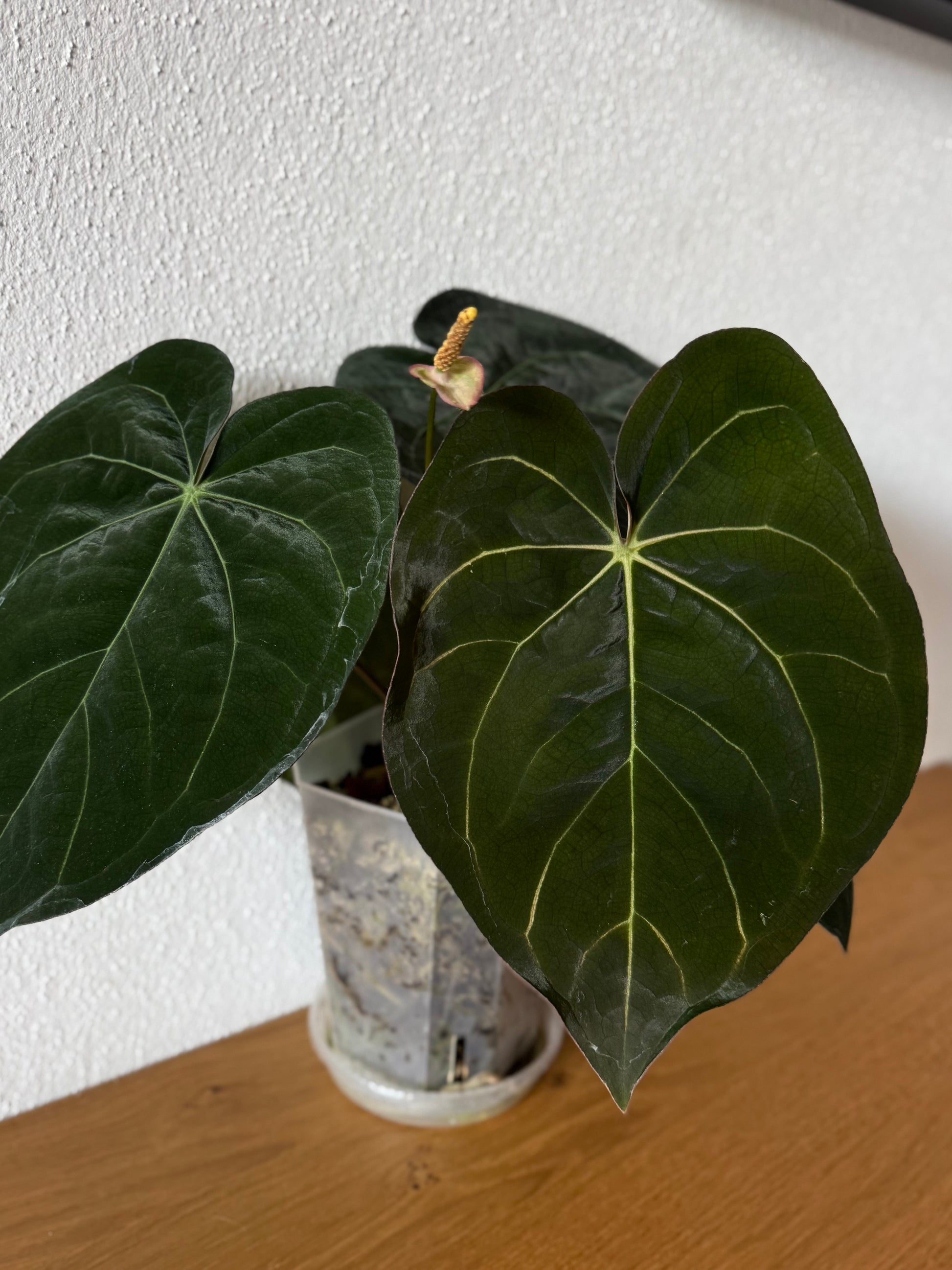 *NEW* Forgetii Hybrid x  (AOS x Carlablackiae) - gekeimte Samen