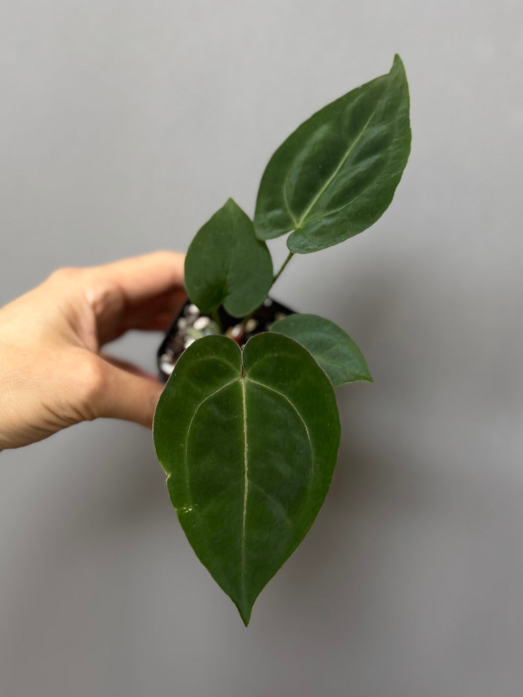 Anthurium (AOS x forgetii) x (NSE Red Crystallinum x Carlablackiae)
