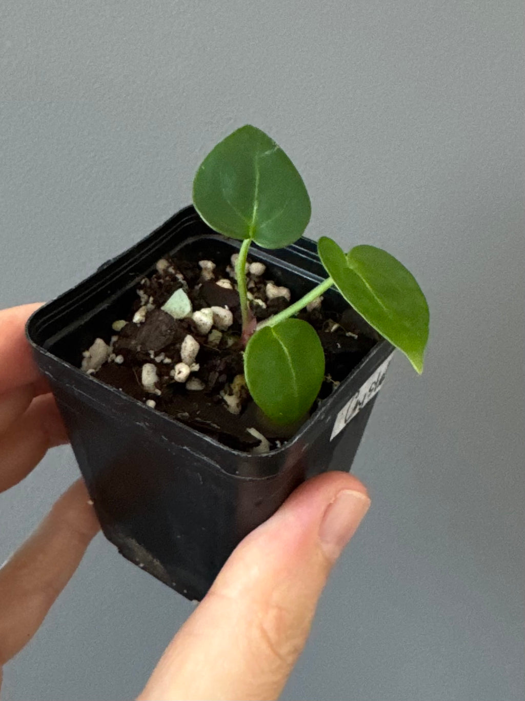 Anthurium crystallinumX
