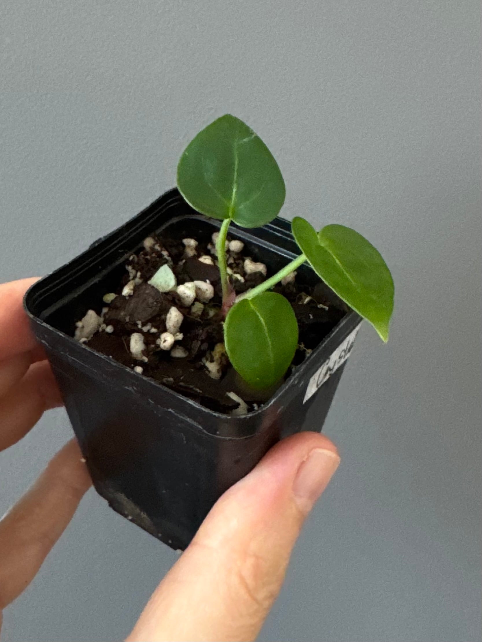 Anthurium crystallinumX