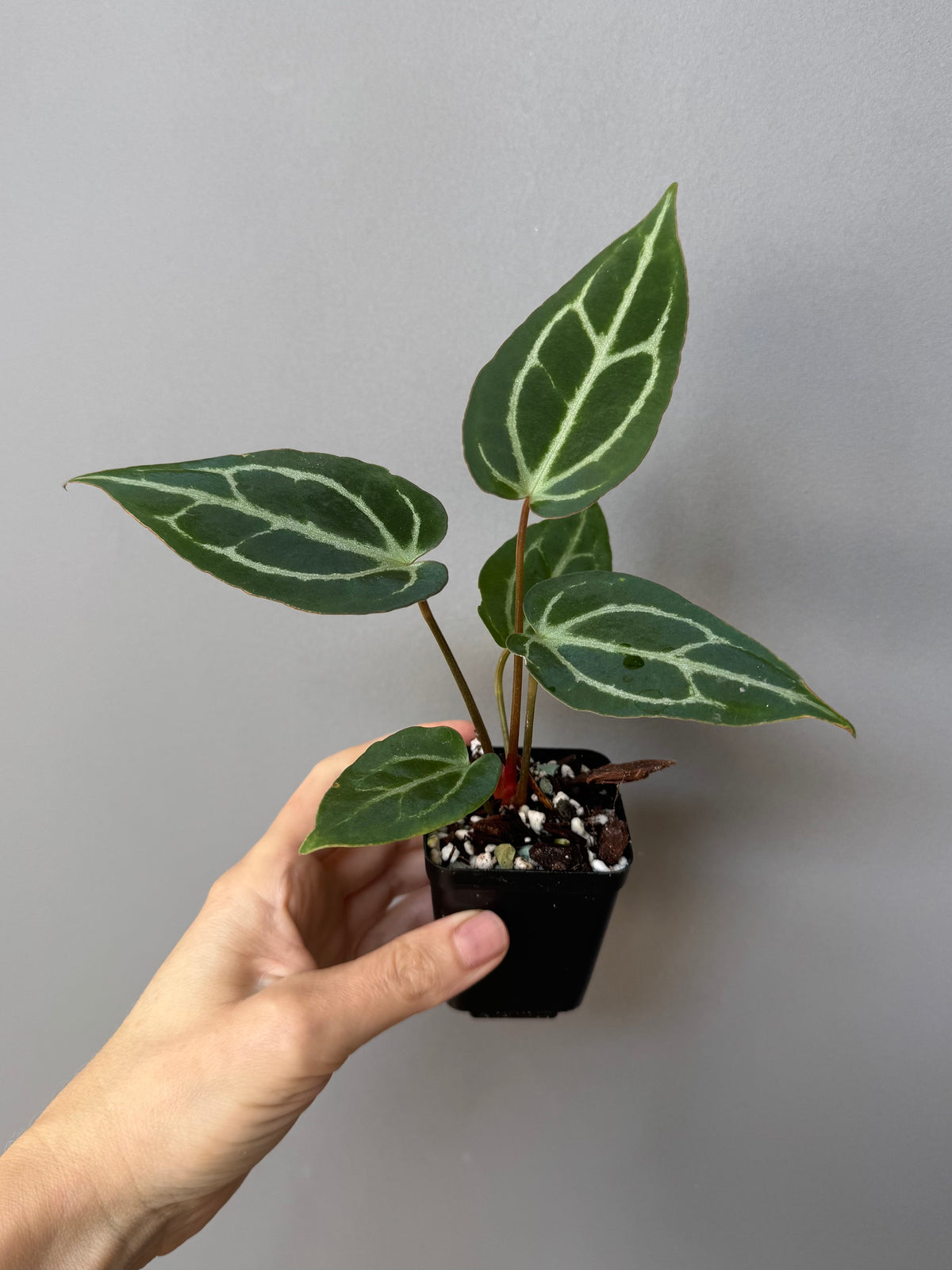 Anthurium crystallinum x (NSE Red Crystallinum x Carlablackiae)