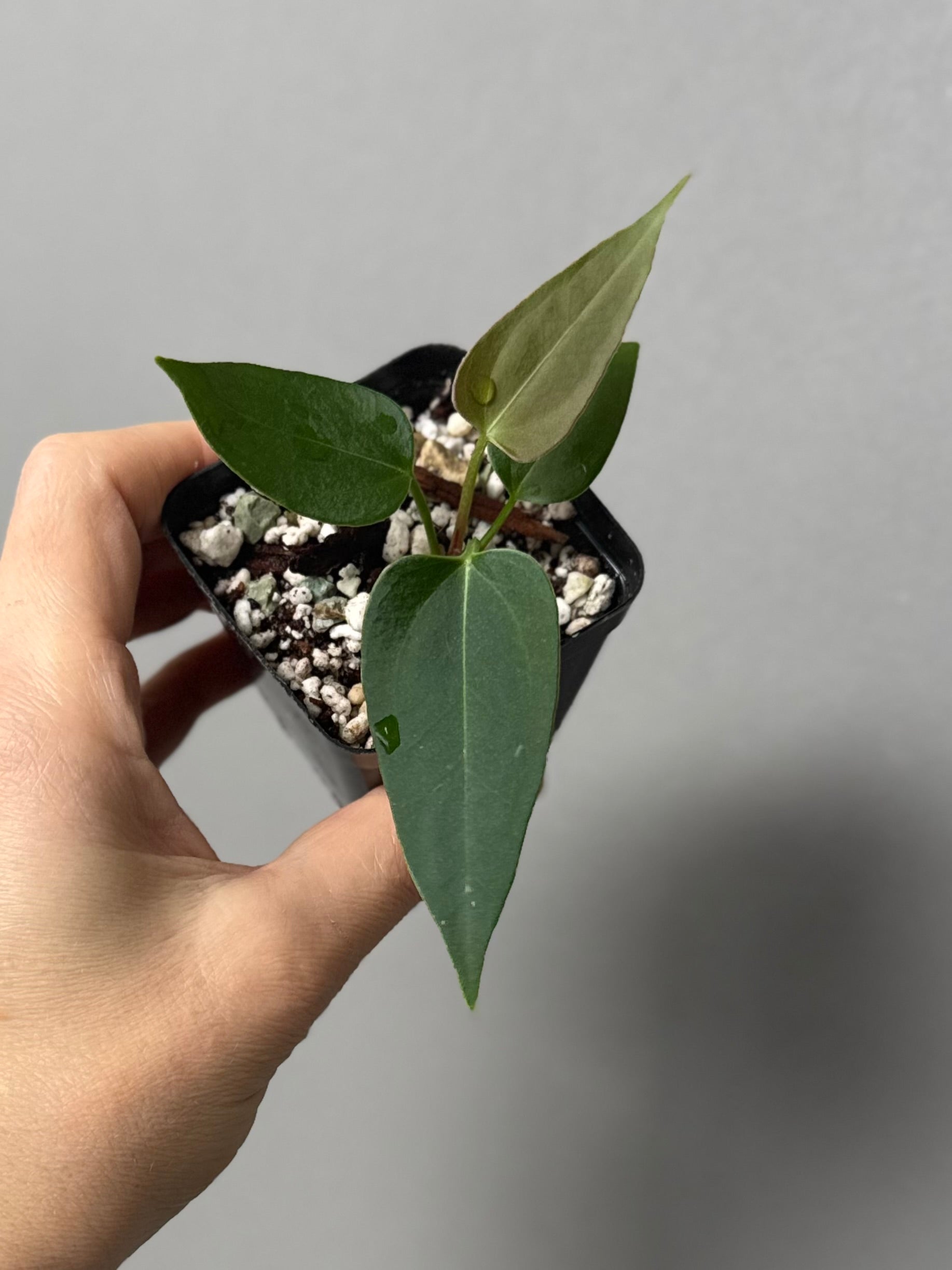 Anthurium (CrystallimumX x Indo portillae) x (DH x RVC)