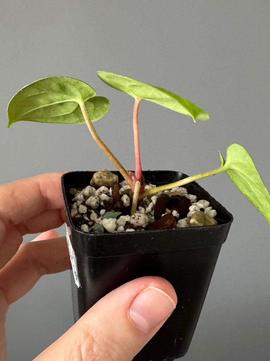 Anthurium Papillilaminum ‚Gatorbod‘ x (RGdressCarla x BVEP)