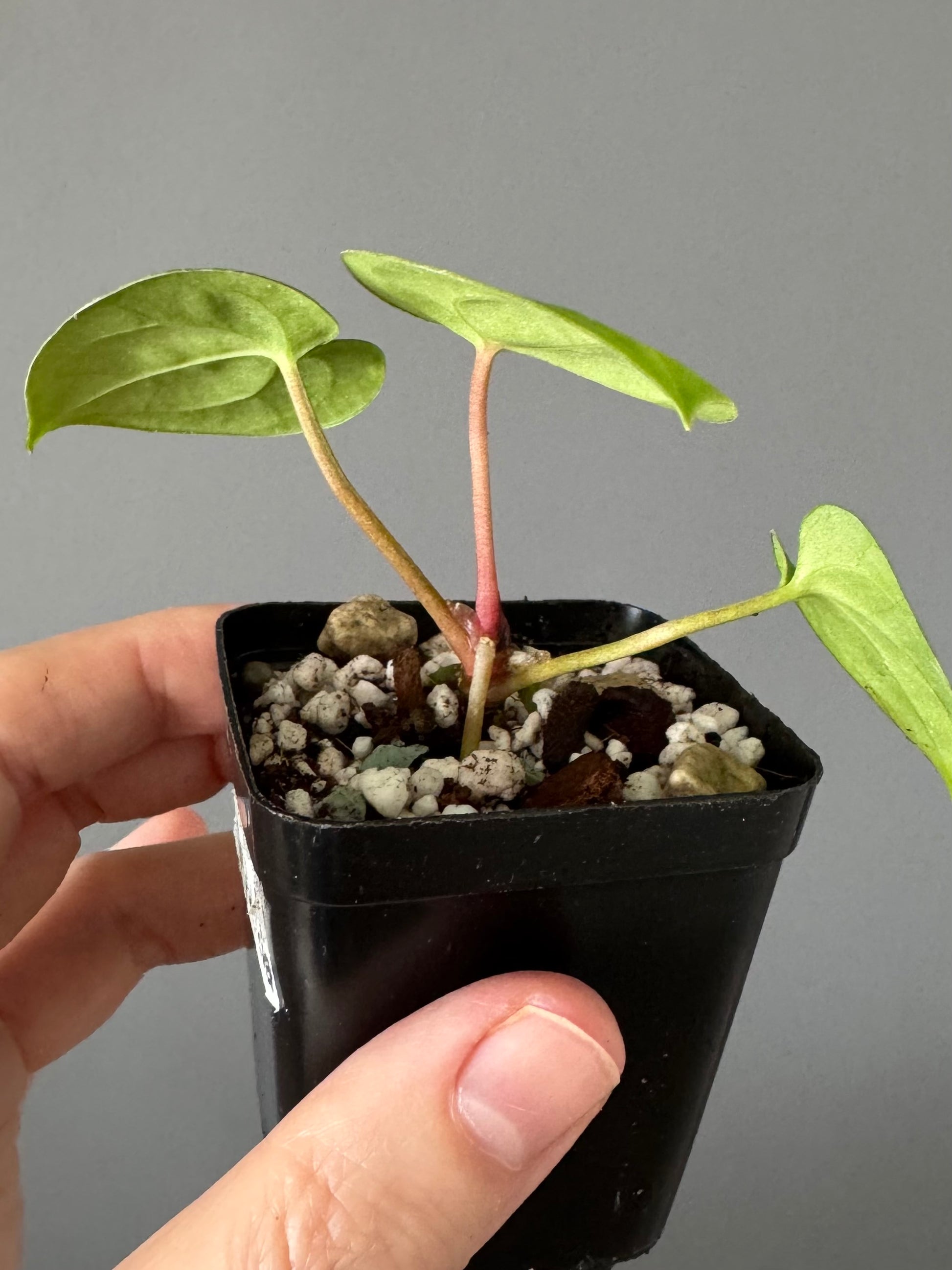 Anthurium Papillilaminum ‚Gatorbod‘ x (RGdressCarla x BVEP)