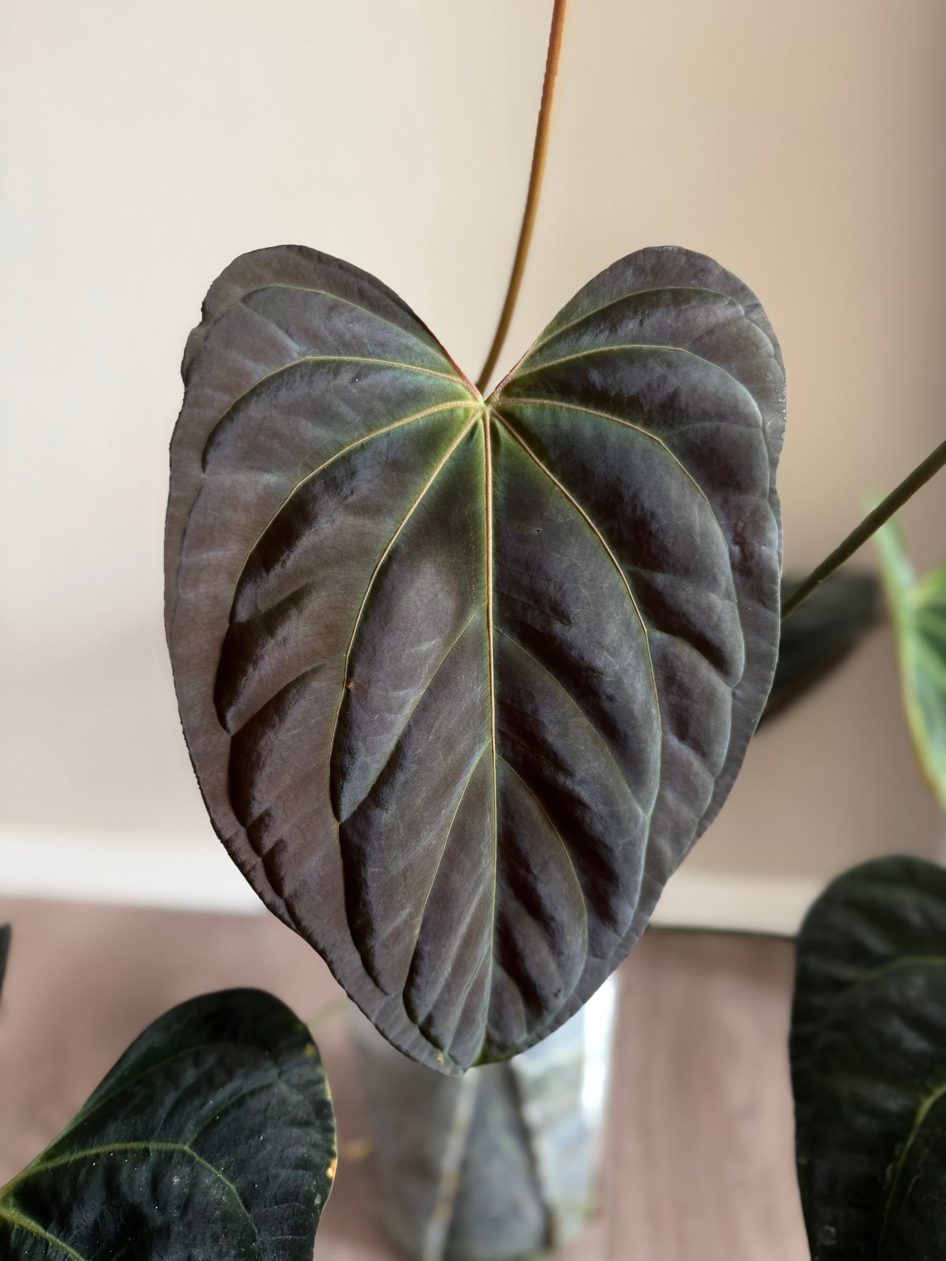 Anthurium papillilaminum,Daniel' x Besseae aff.