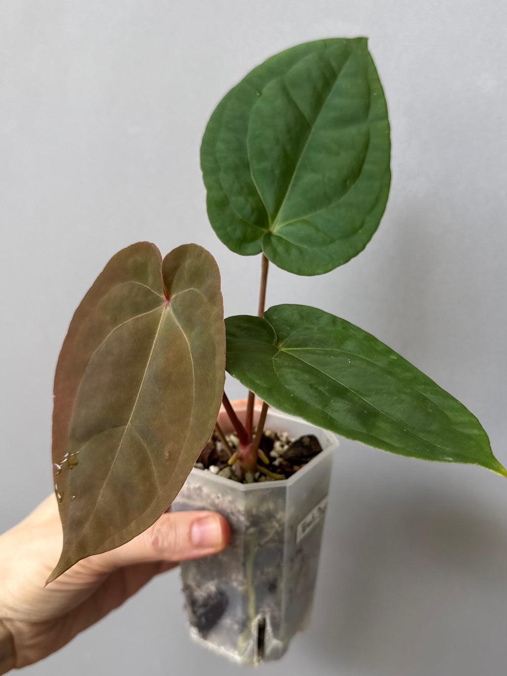 Anthurium Eastern dressleri x (Michelle Hot Pink x RVC) (#2) (by anthurium.aura)