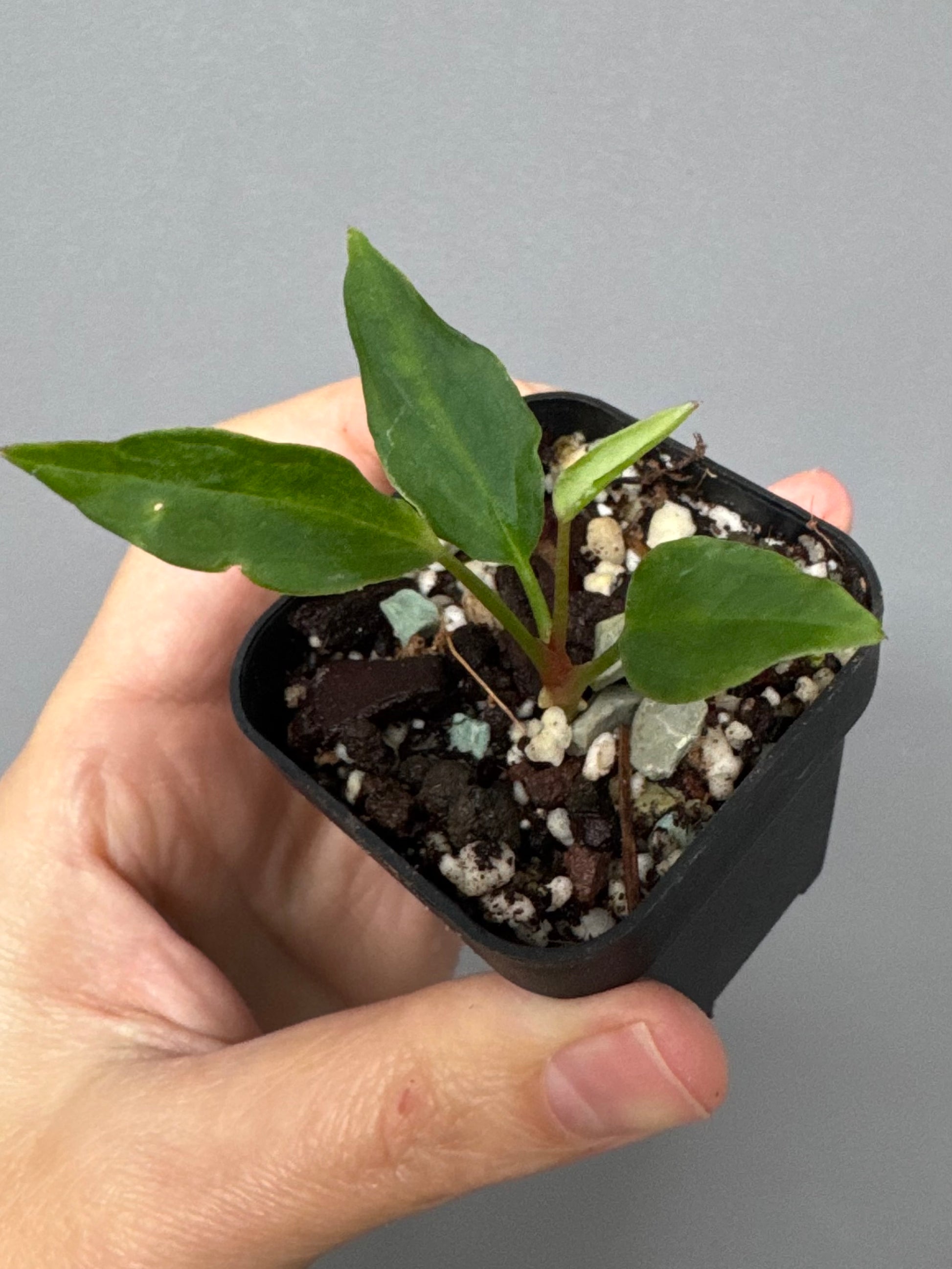 Anthurium ((magnificum x crystallinum) x NoID) X Papillilaminum - Mutation 2