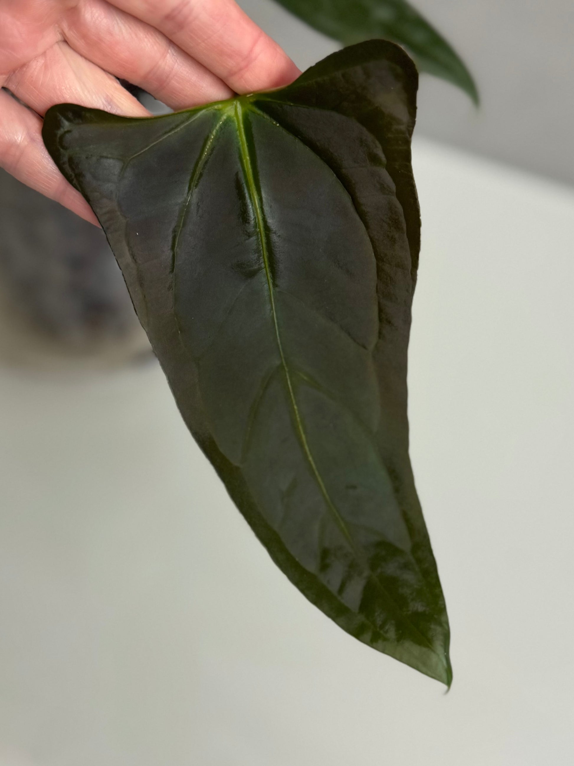 Anthurium (Subsignatum x Pap Marie) x (portillae Dorito x RLFS) (#2)