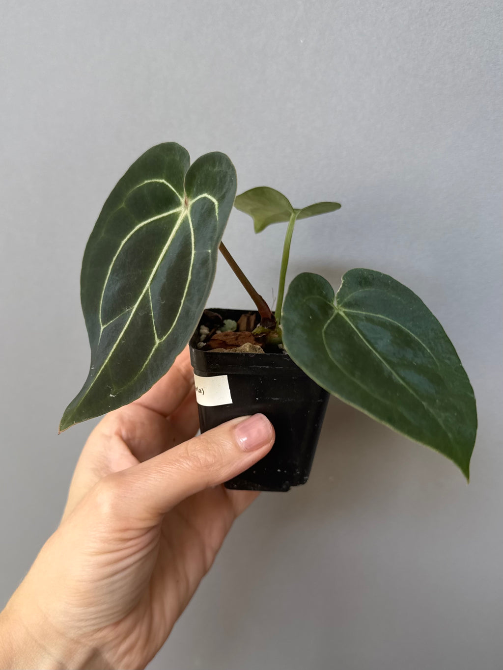 Anthurium (AOS x forgetii) x (NSE Red Crystallinum x Carlablackiae)
