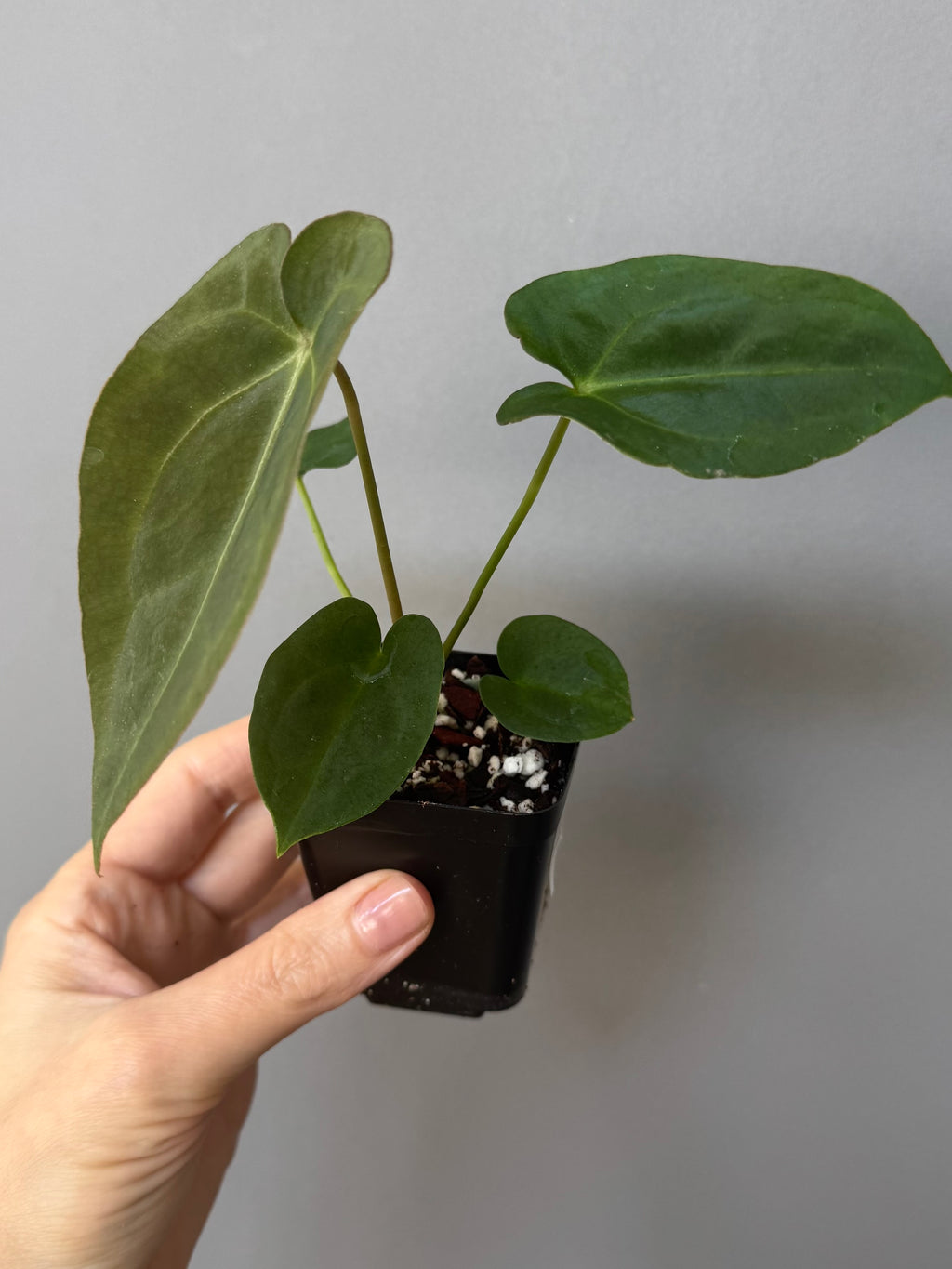Anthurium forgetii dark form x Carlablackiae
