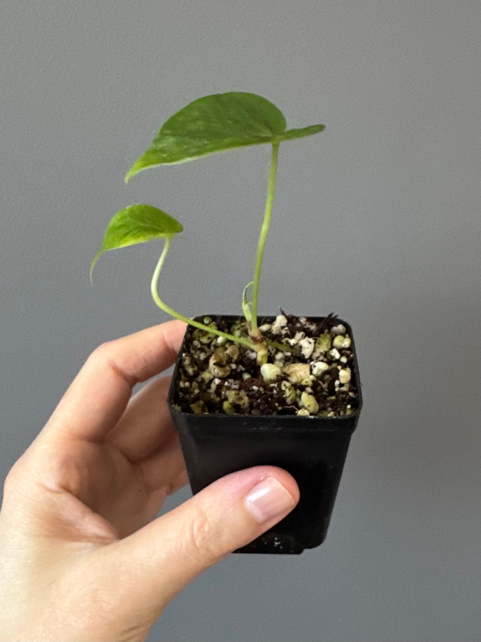 Anthurium besseae true form