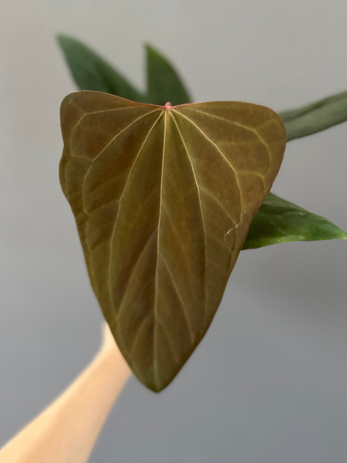 Anthurium portillae ‚Dorito‘ Klon Ableger
