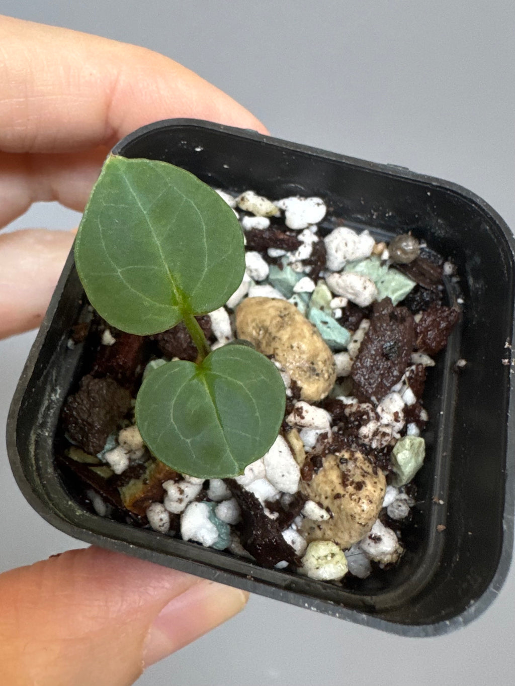 Anthurium (Crystal Select Color x Michelle) xself