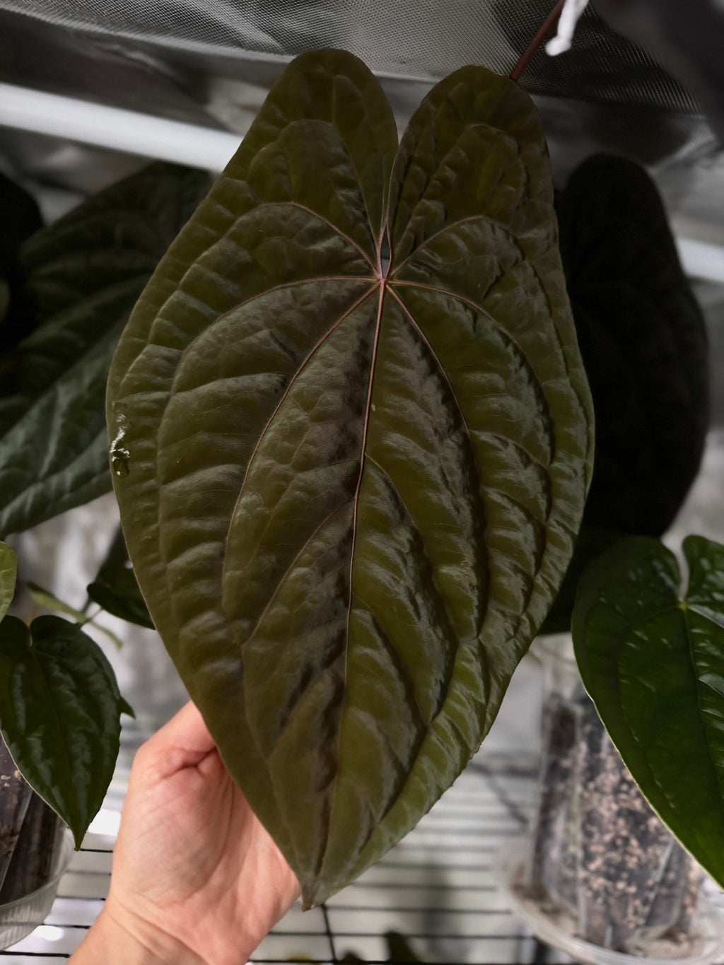 (Papillilaminum Daniel x Besseae aff.) X RVDP - one leafer